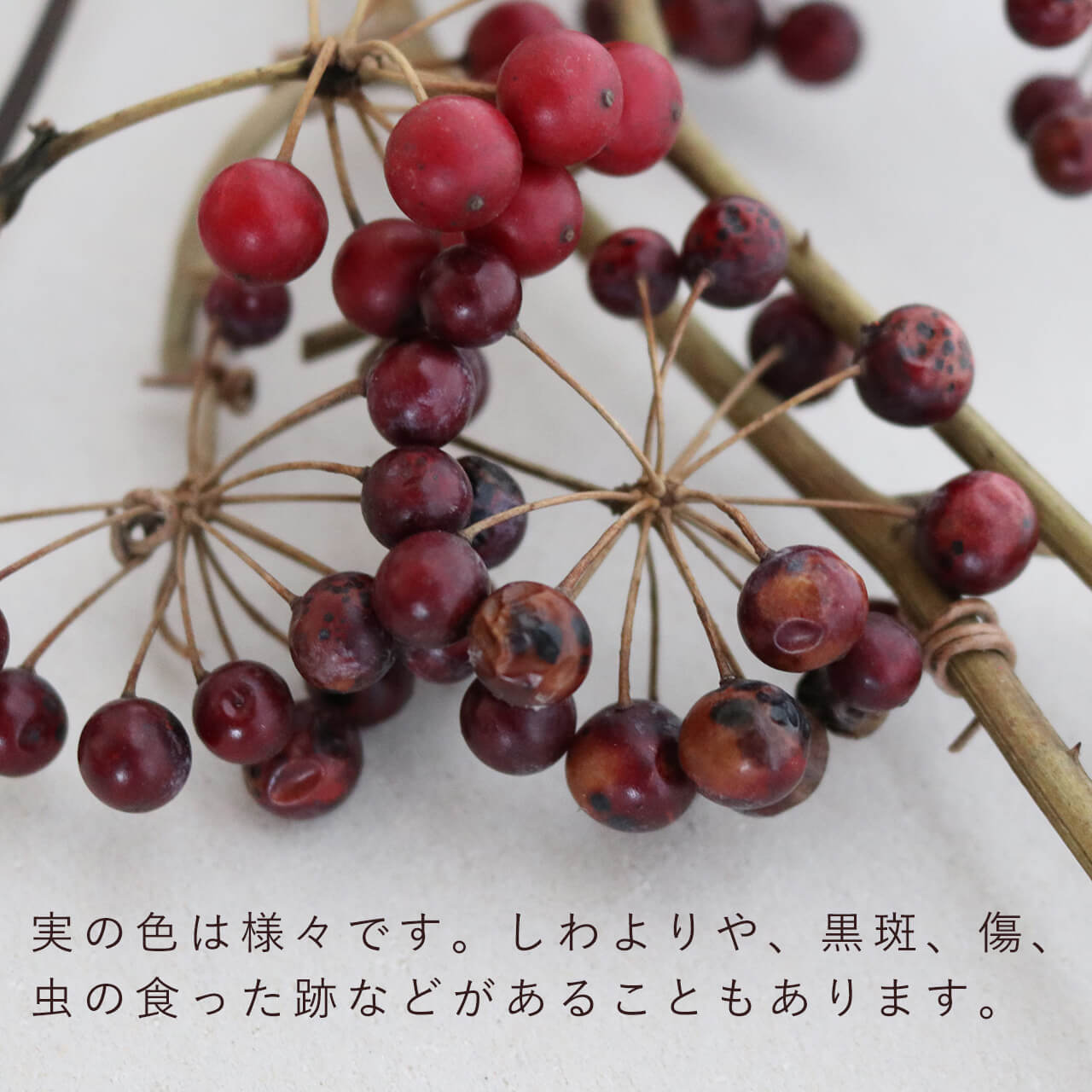 サンキライの実/ドライフラワー | 富良野 花七曜 | ドライフラワー