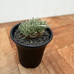 Avonia alstonii【アボニア・アルストニー・実生】