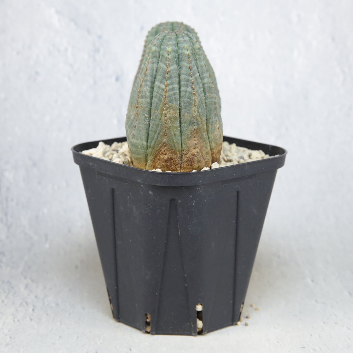 Ｈ*様 ユーフォルビア オベサ ダブルヘッド 2頭 メス株 メス株 ダブルヘッド オベサ / ユーフォルビア | LIGHTHOUSE.PLANTS