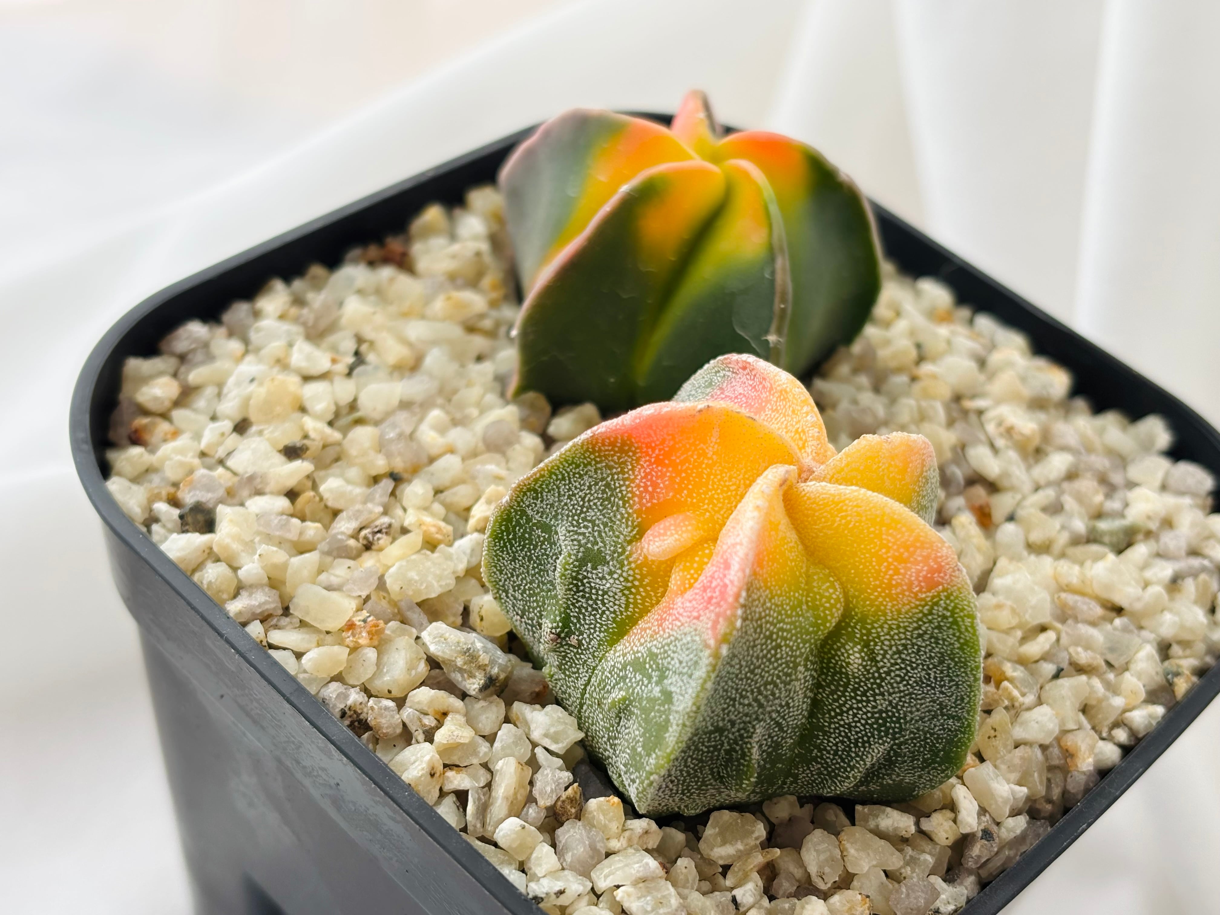 Astrophytum myriostigma アストロフィツム 紅葉ヘキラン 紅葉碧瑠璃