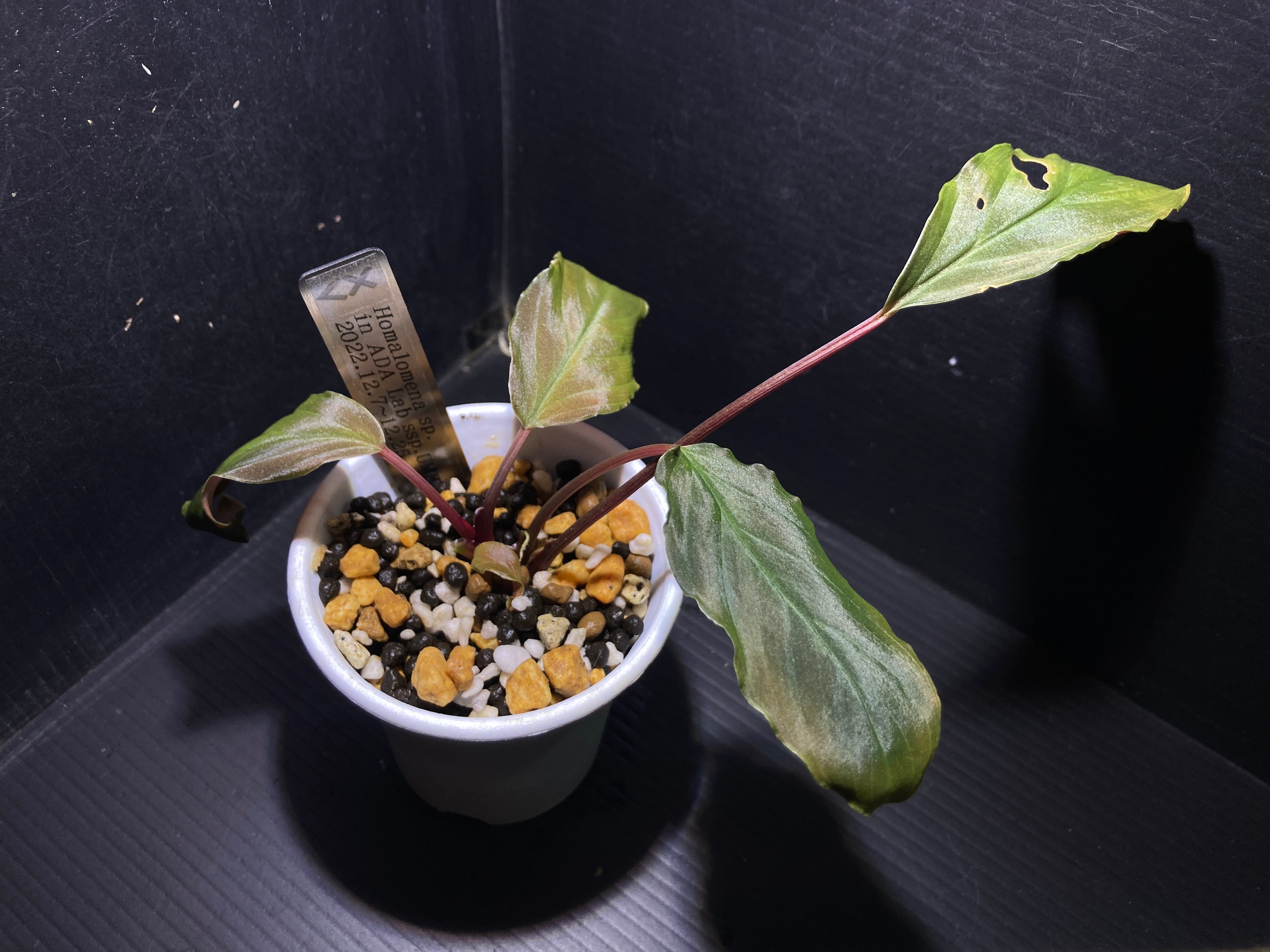 ホマロメナ | AquaFocus