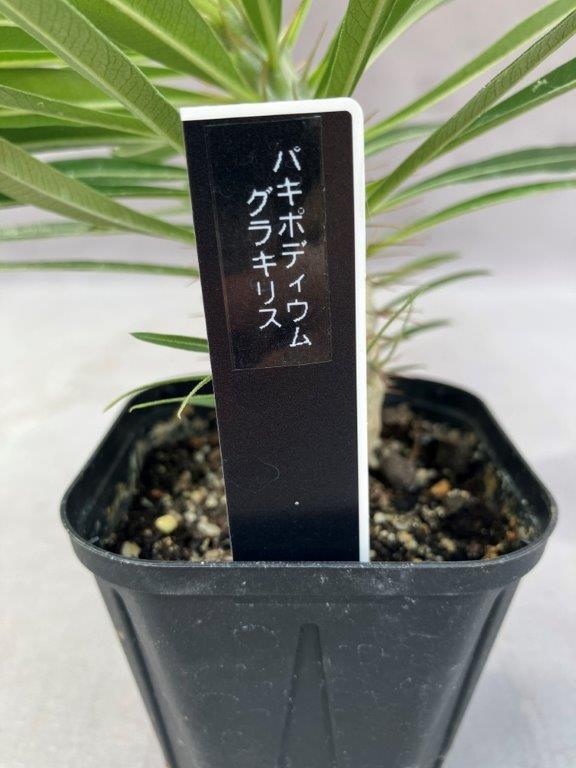 観葉植物 | 日本ライン花木センター