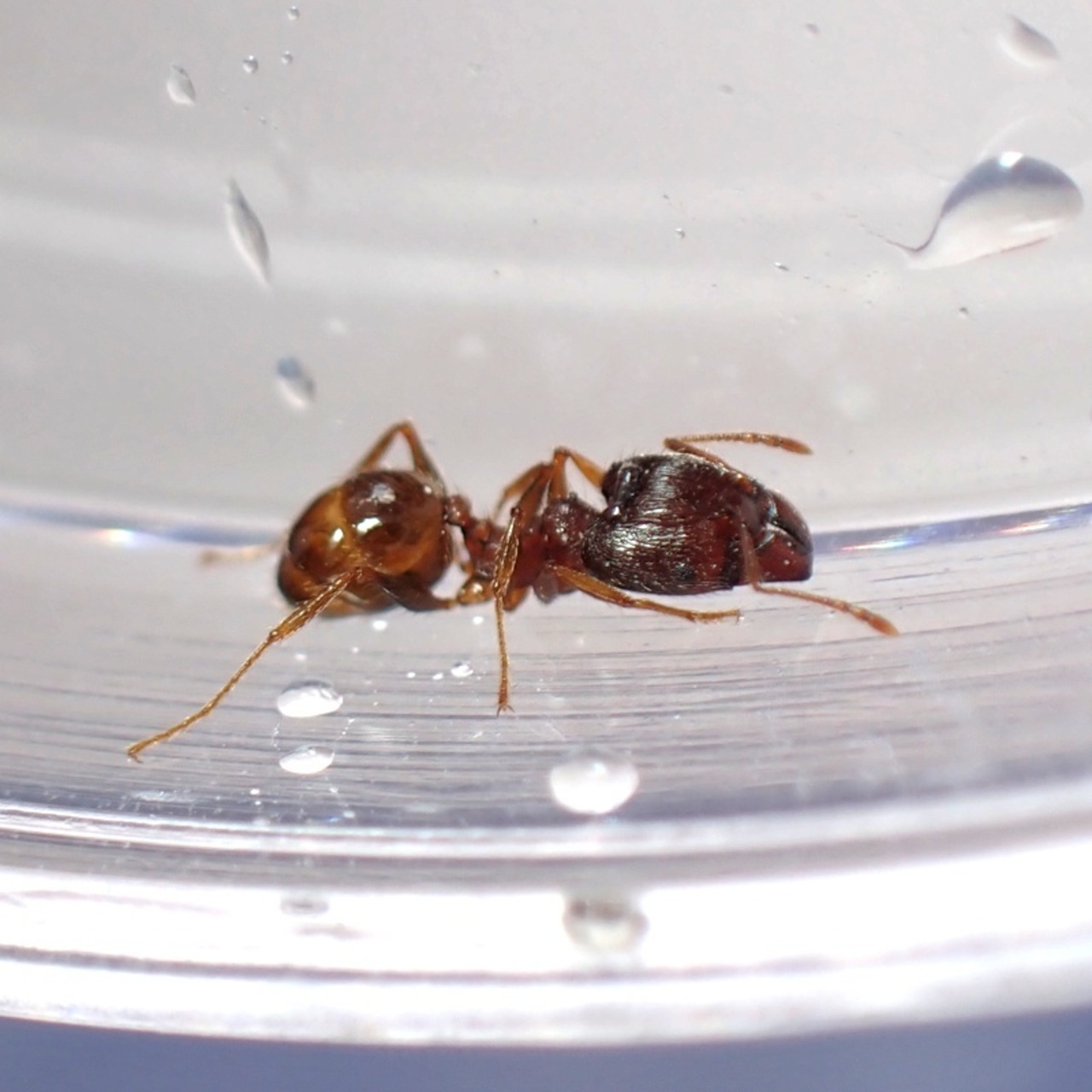 オオズアリ｜女王4匹｜コロニー｜Pheidole noda