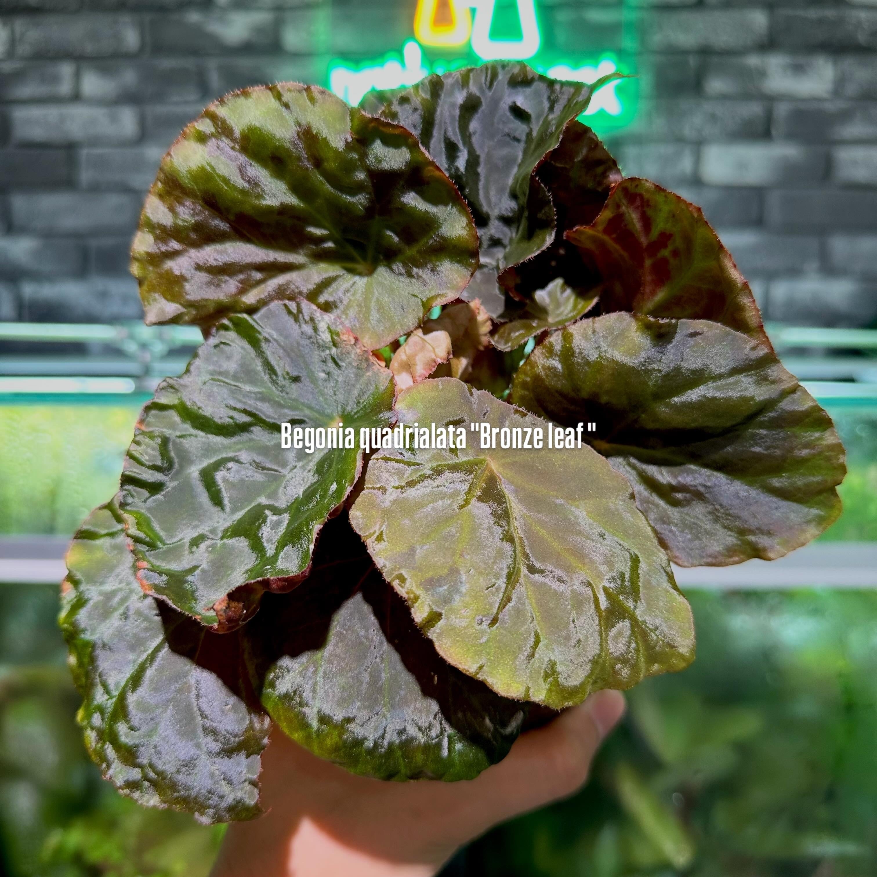 ベゴニア 出雲の煌星 斑入り -Begonia Izumo no Kiraboshi variegated