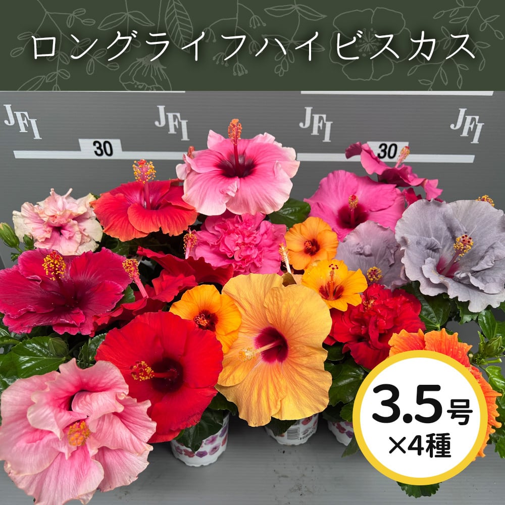 ロングライフハイビスカス3.5号4色MIX【屋内向け】 | RIVER FOREST