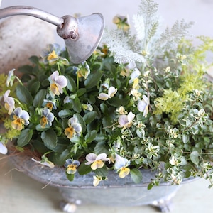 冬かや春に楽しむ寄せ植え｜バスタブMビオラヴィオレッタのナチュラルグリーンの寄せ植え　届いてすぐ玄関に飾れる 　プレゼントにもオススメ　