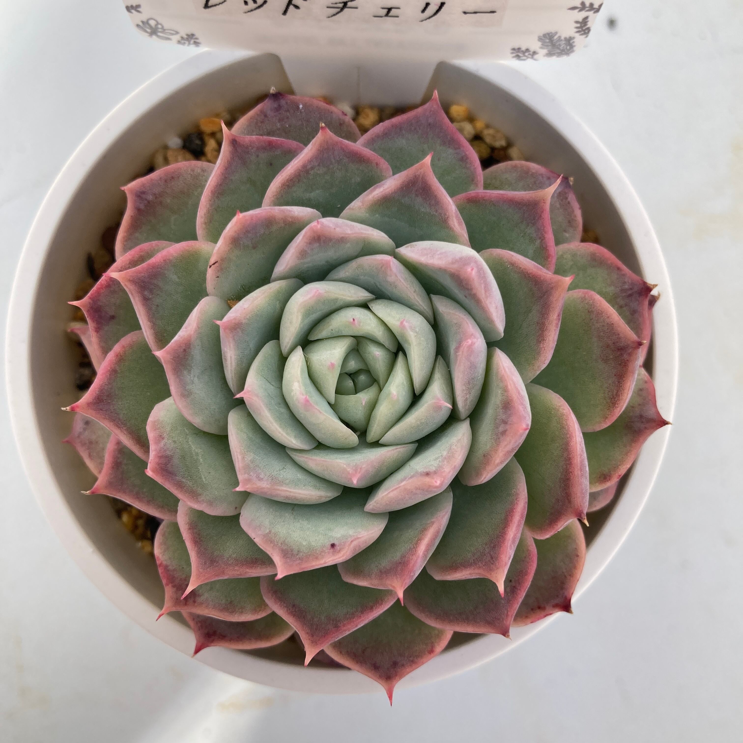 現物商品】レッドチェリー 2.5号サイズ | 多肉植物研究所