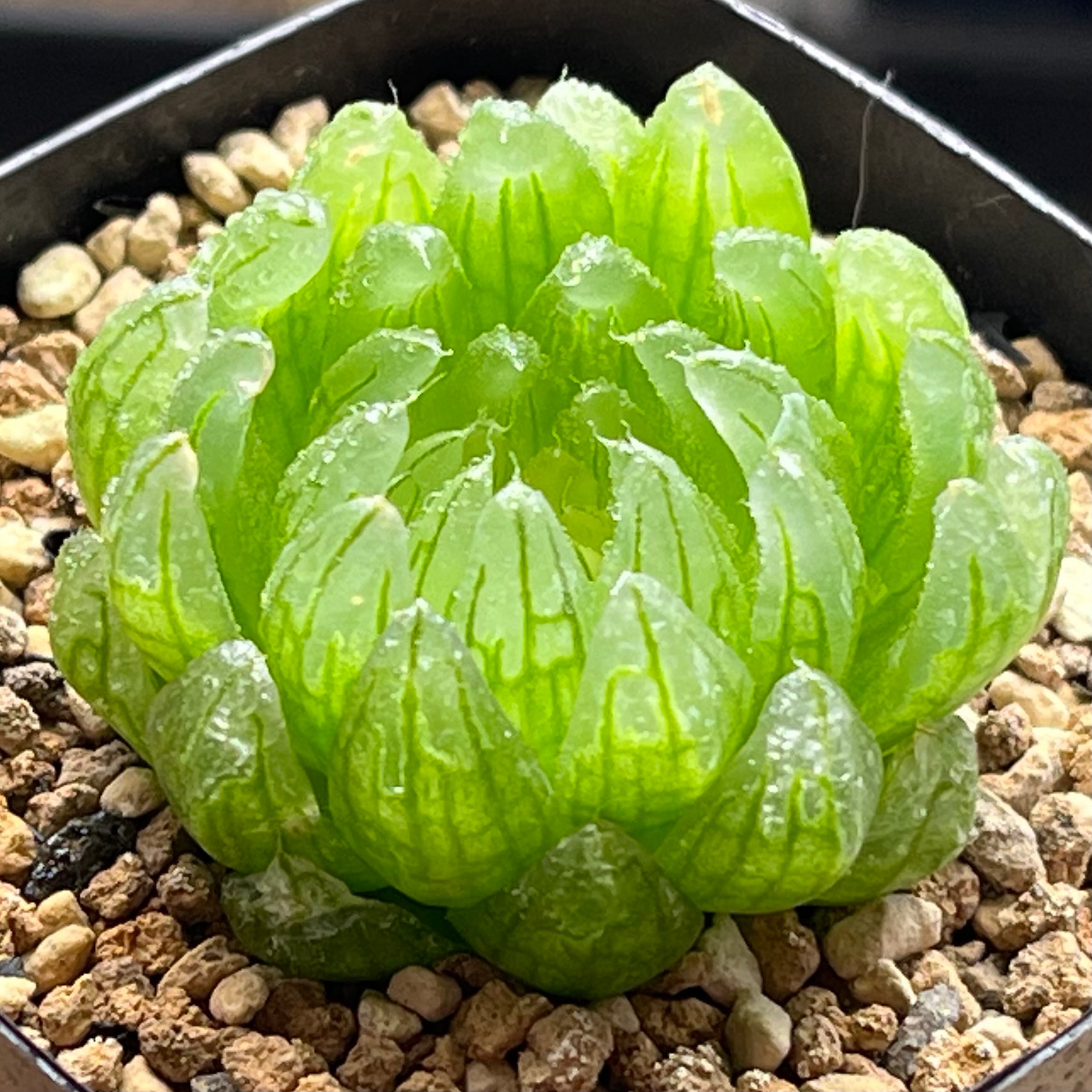ハオルチア 女神 | mocono_plants