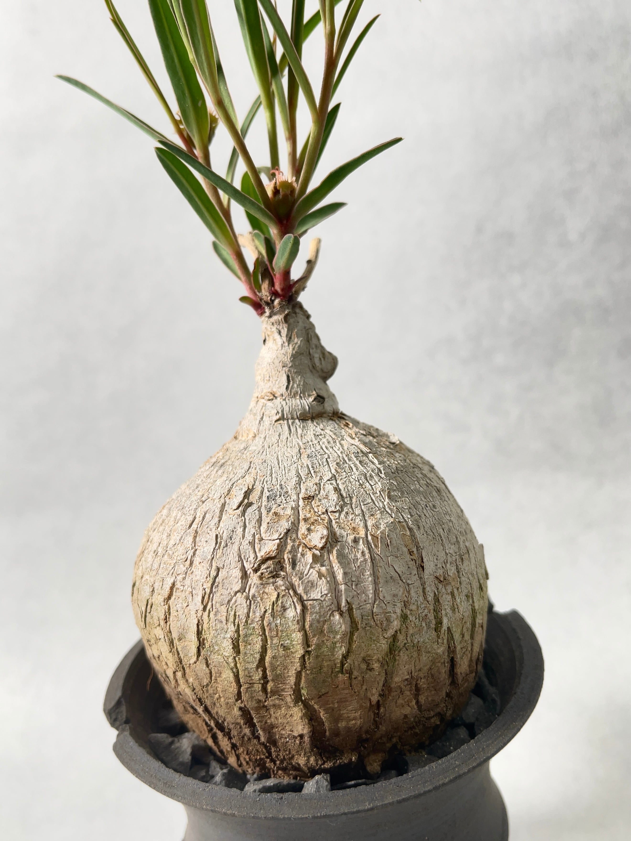 7d072183a6e5e98f7131d4c53b0fa9