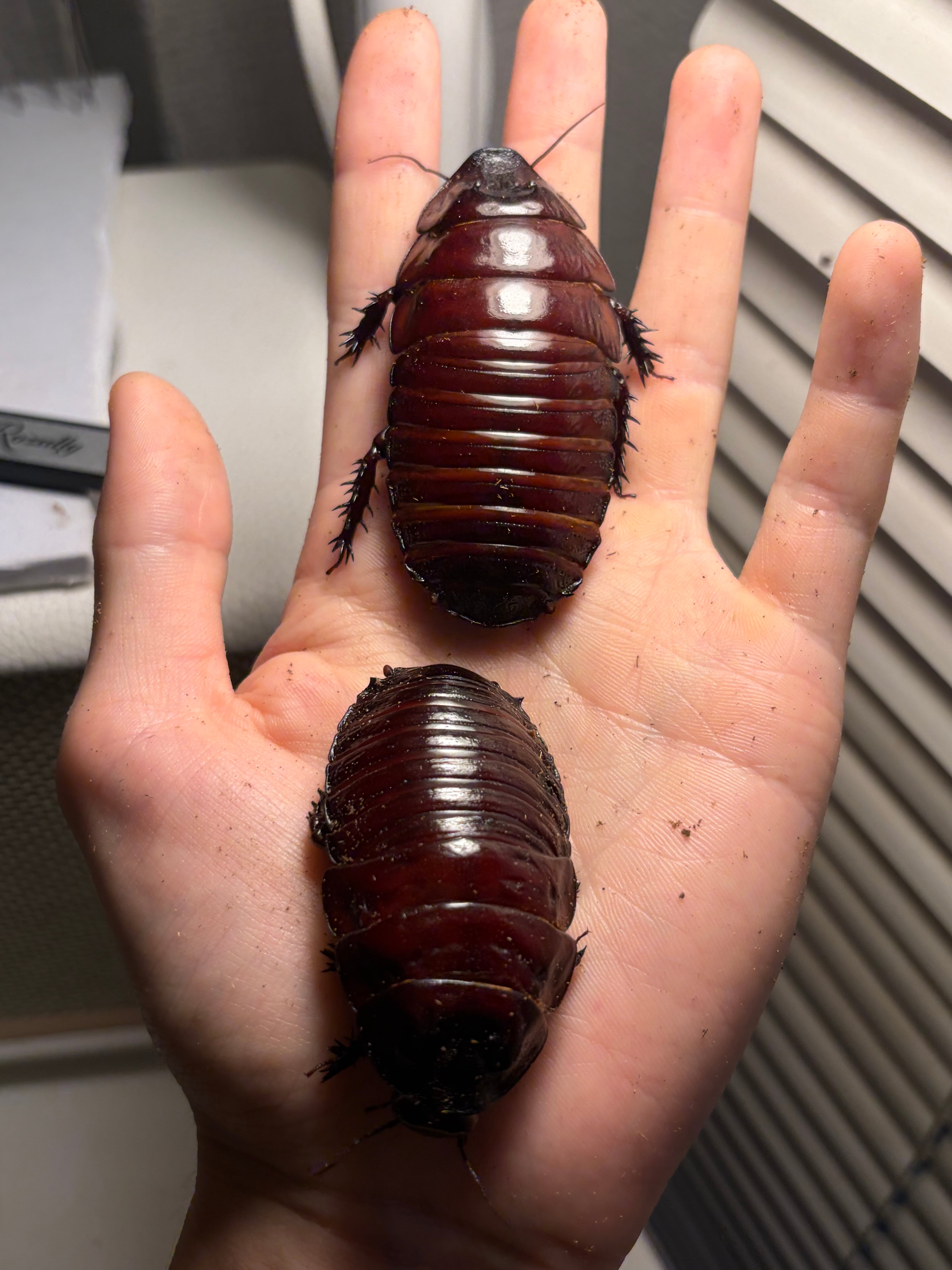 ヨロイモグラゴキブリ Macropanesthia rhinoceros | オモニキチュウ