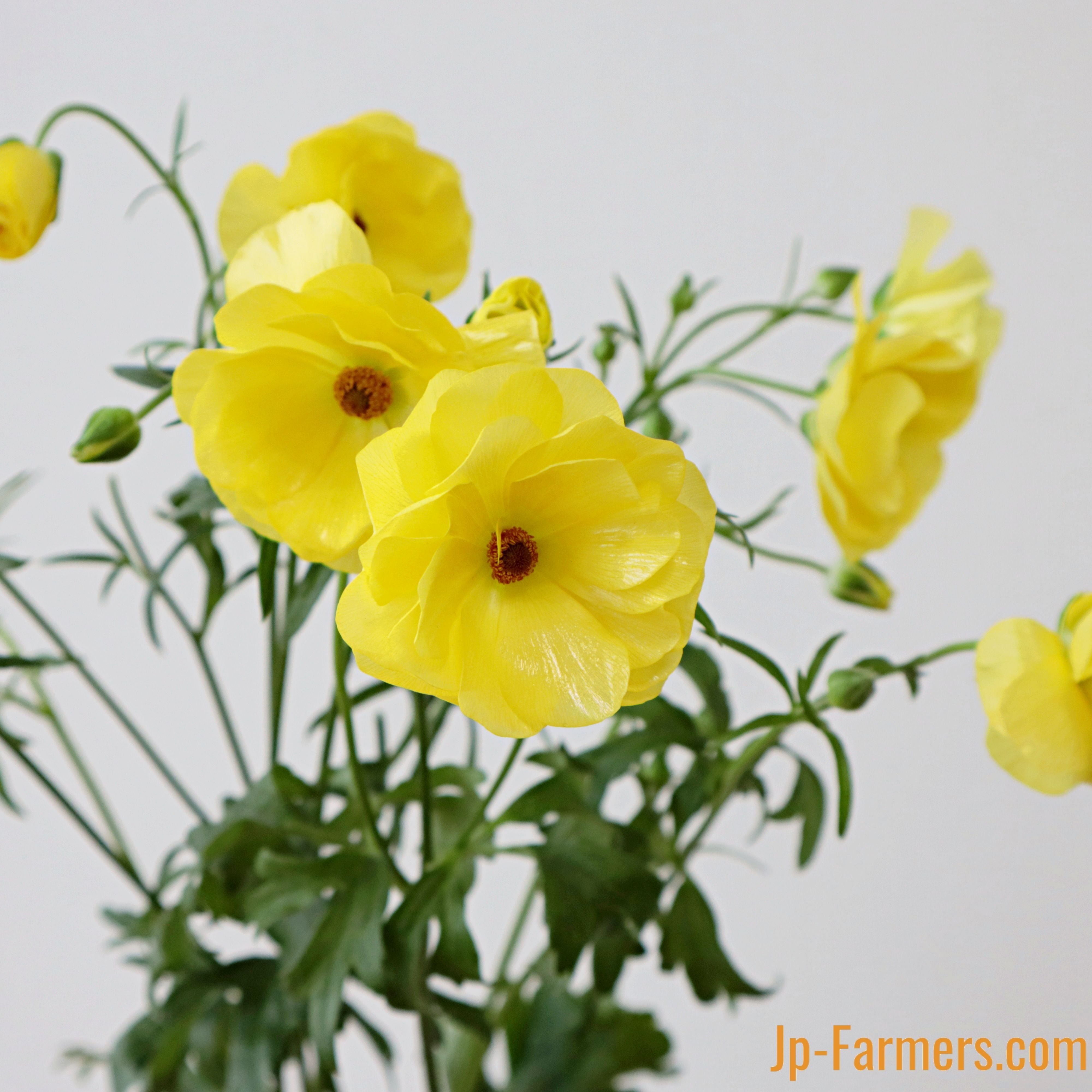 ラナンキュラス 『ラックスピュタロス 』10本 | 新鮮お花問屋 Jp