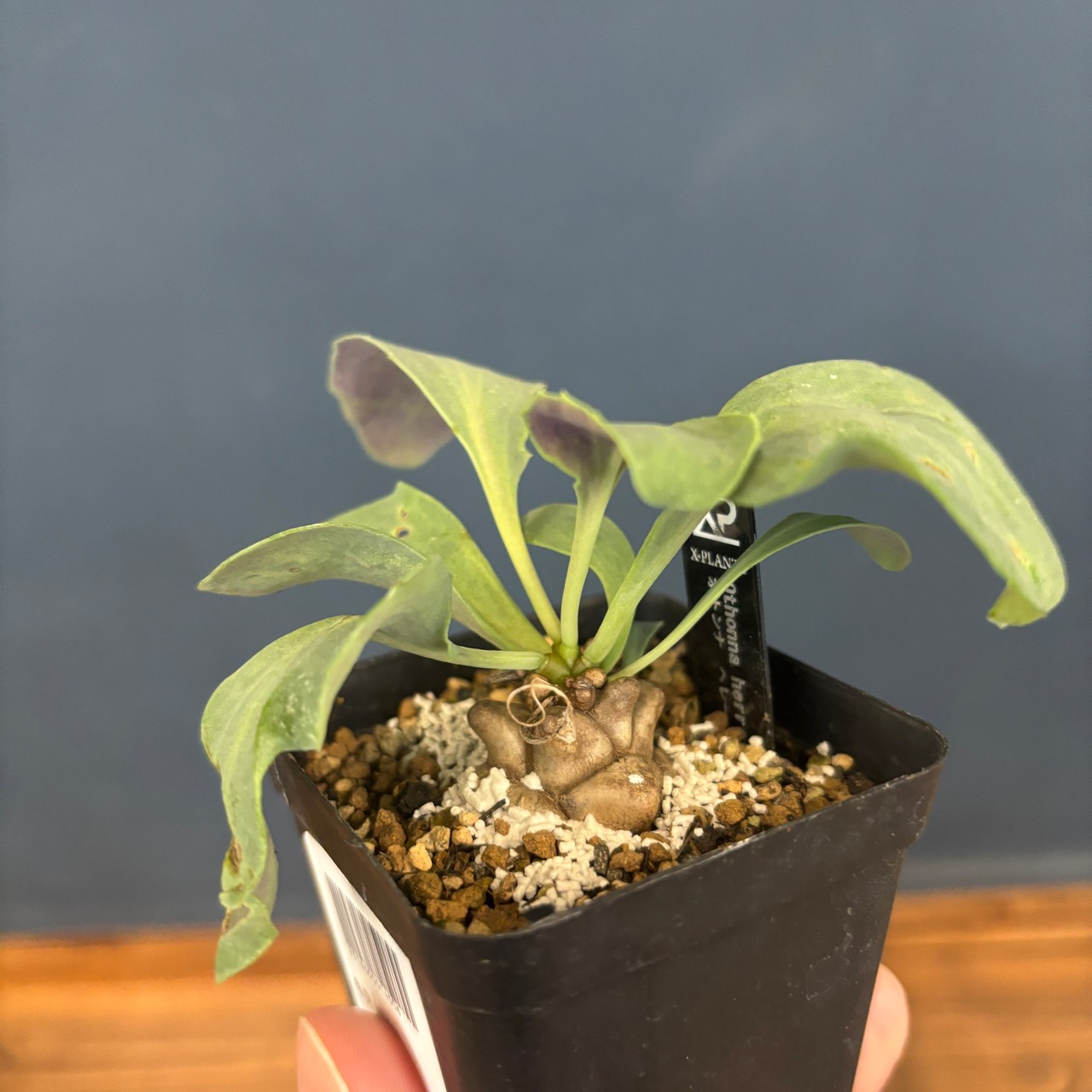 【現品】2026年 冬型塊根植物福袋 5,500円