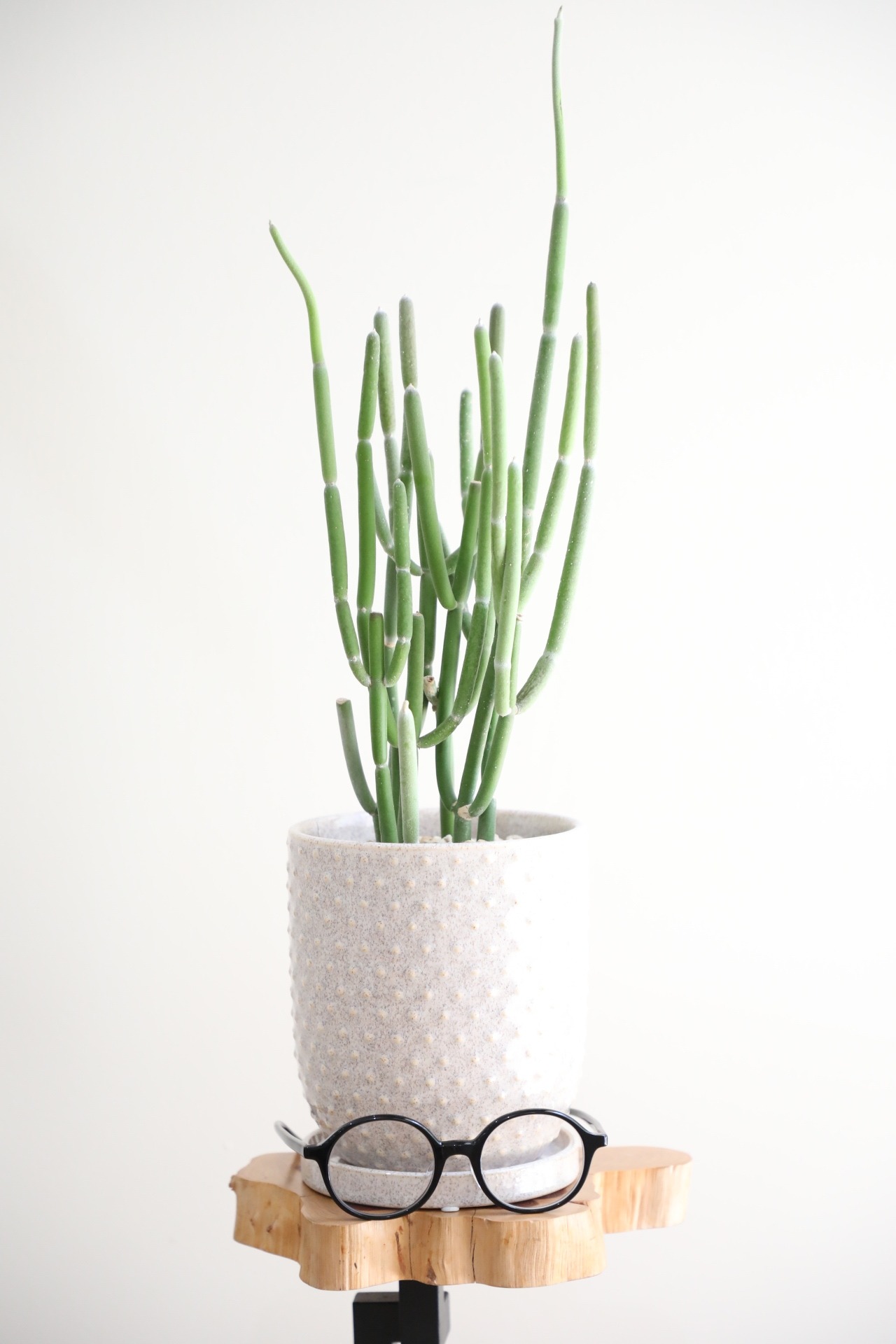 【M】フォロトシア グランディフローラム/Folotsia grandiflorum　※陶器鉢鉢付き