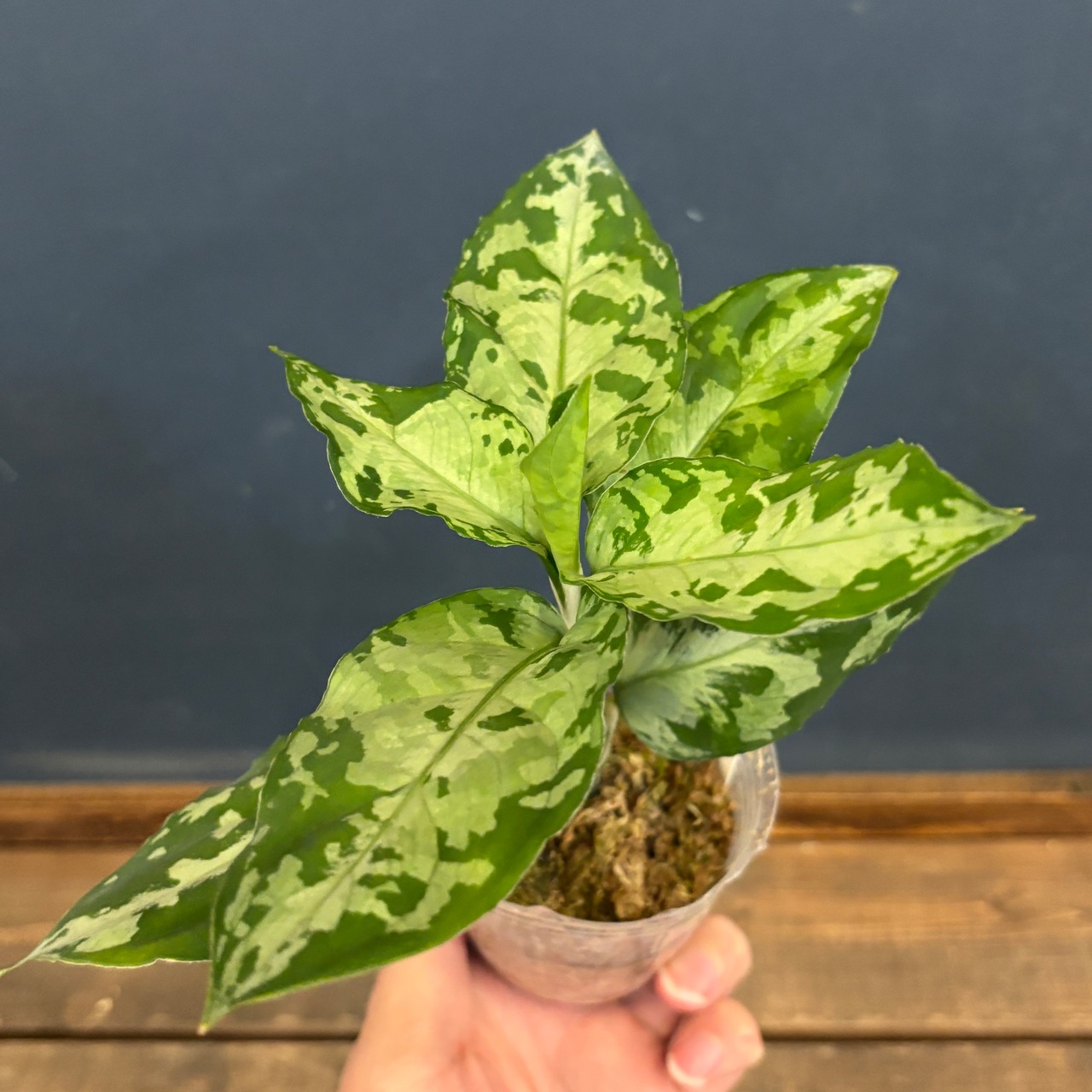 アグラオネマ ピクタム トリカラー ブラック【659】