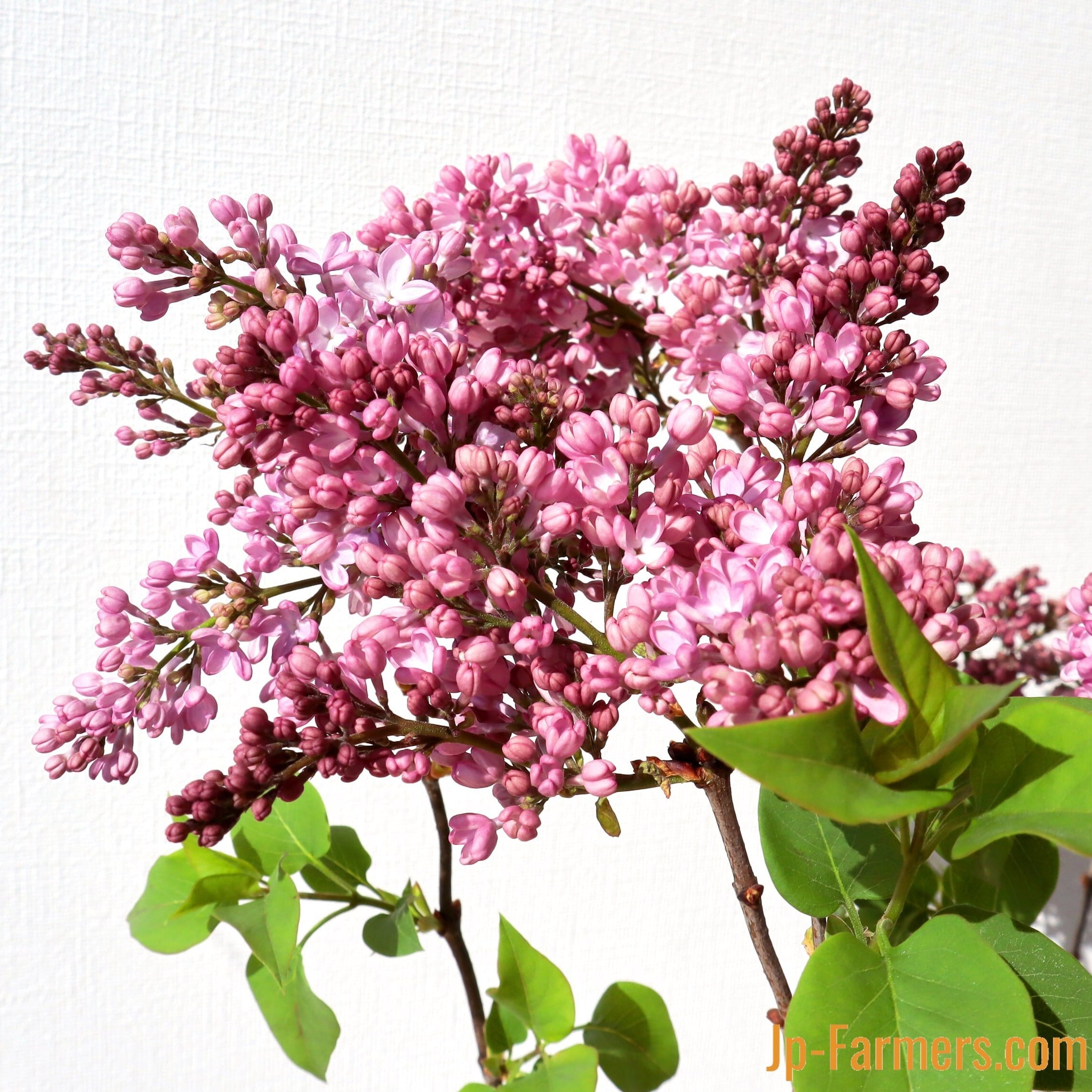 希少 Paragon パラゴン c&s ライラック　ピンク 長野県産 甘く繊細な香り ライラック ピンク このシーズンだけの出荷