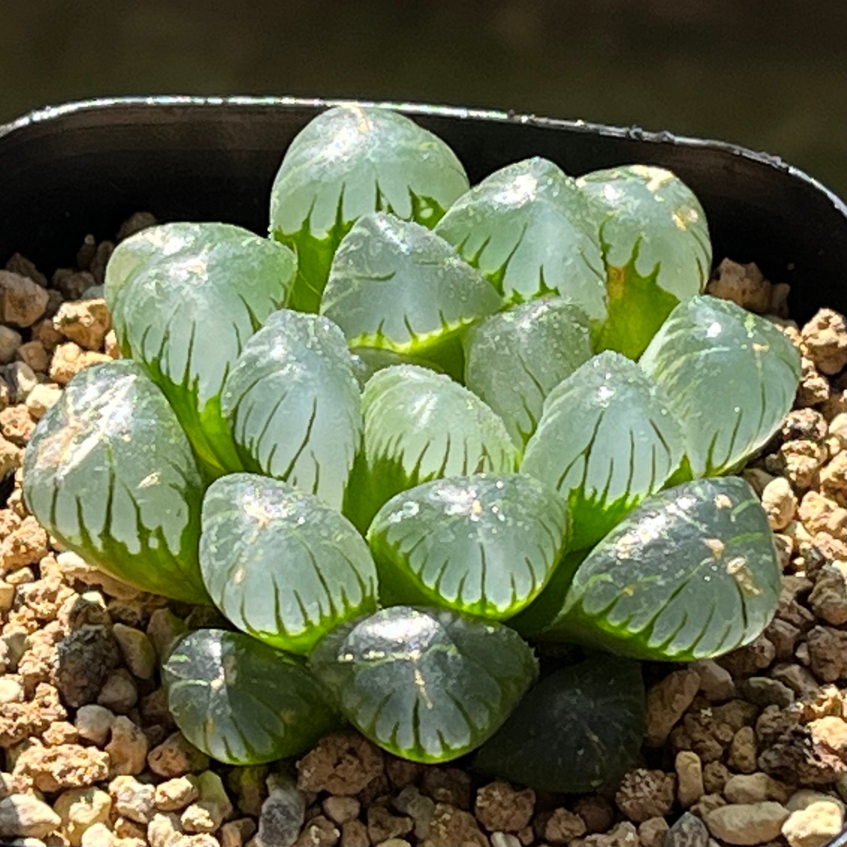 ハオルチア ミシェルミュータント | mocono_plants