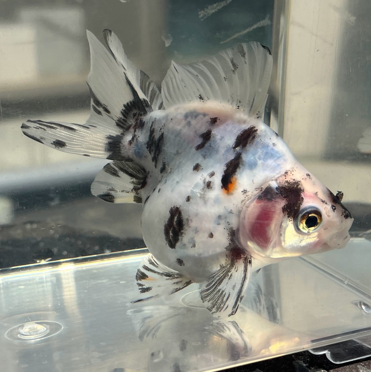 （金魚）だるま琉金　現品‐2　（1匹）【生体】