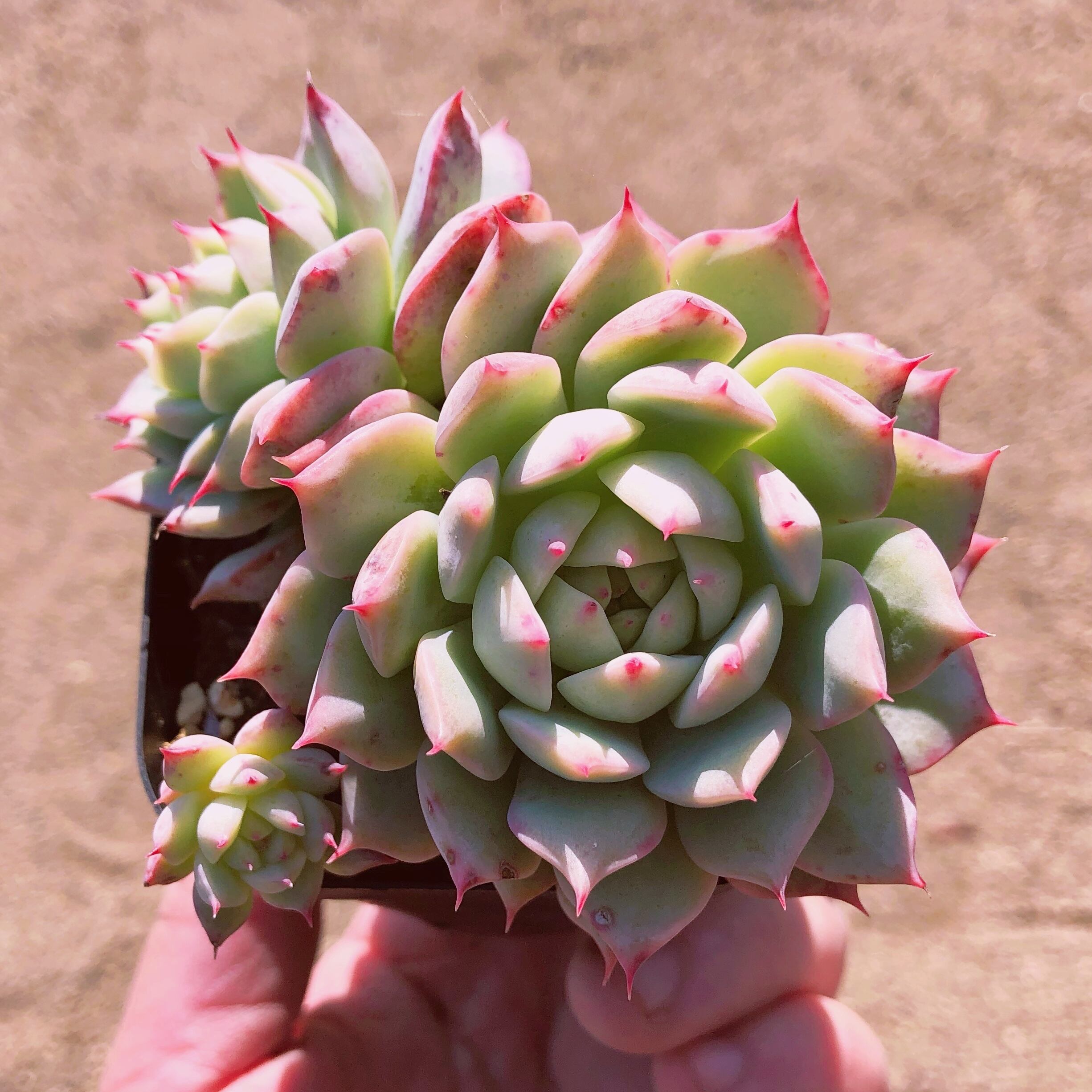 多肉植物　ティッピー　2抜き苗