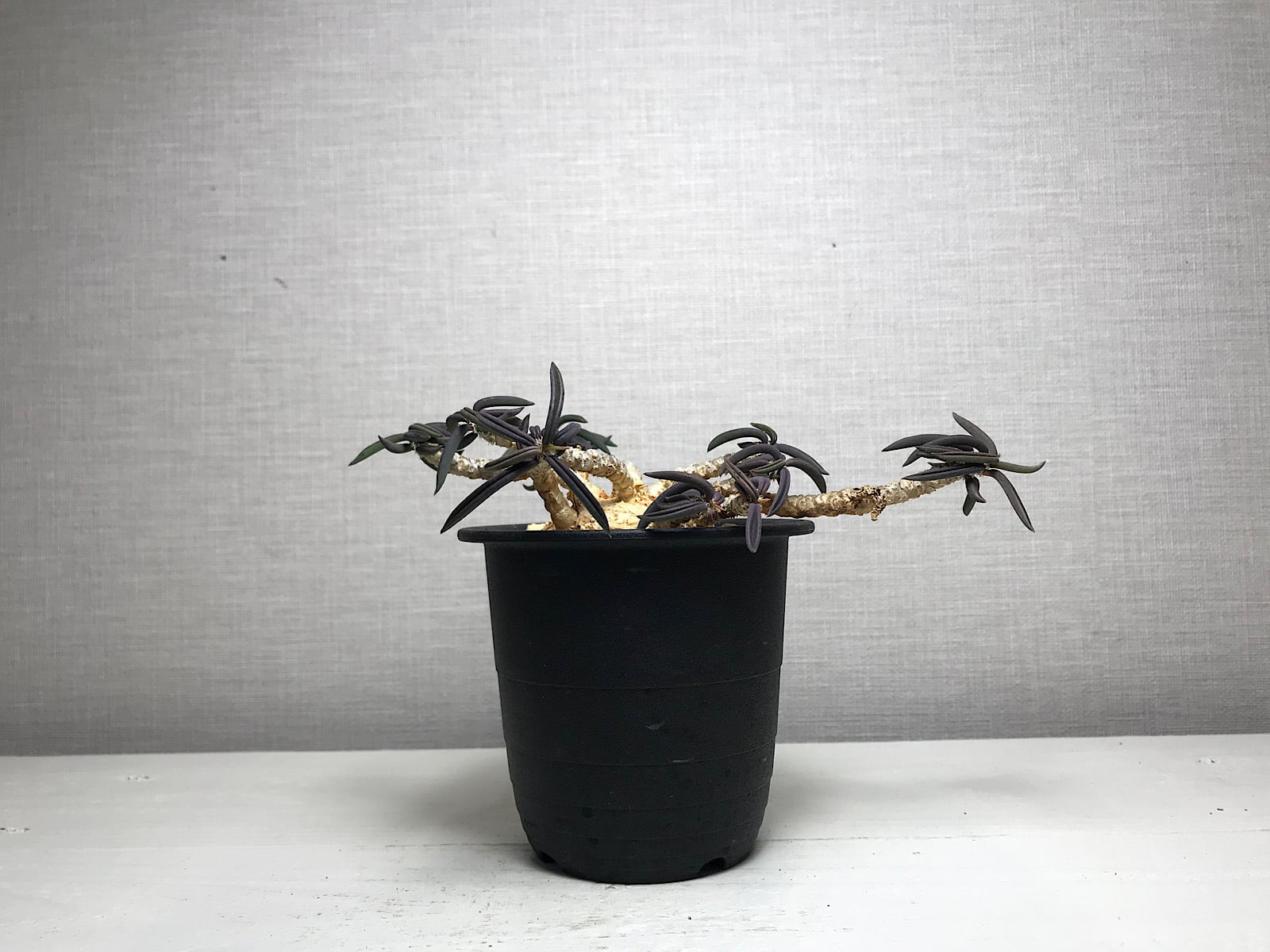 ユーフォルビア ワリンギアエ