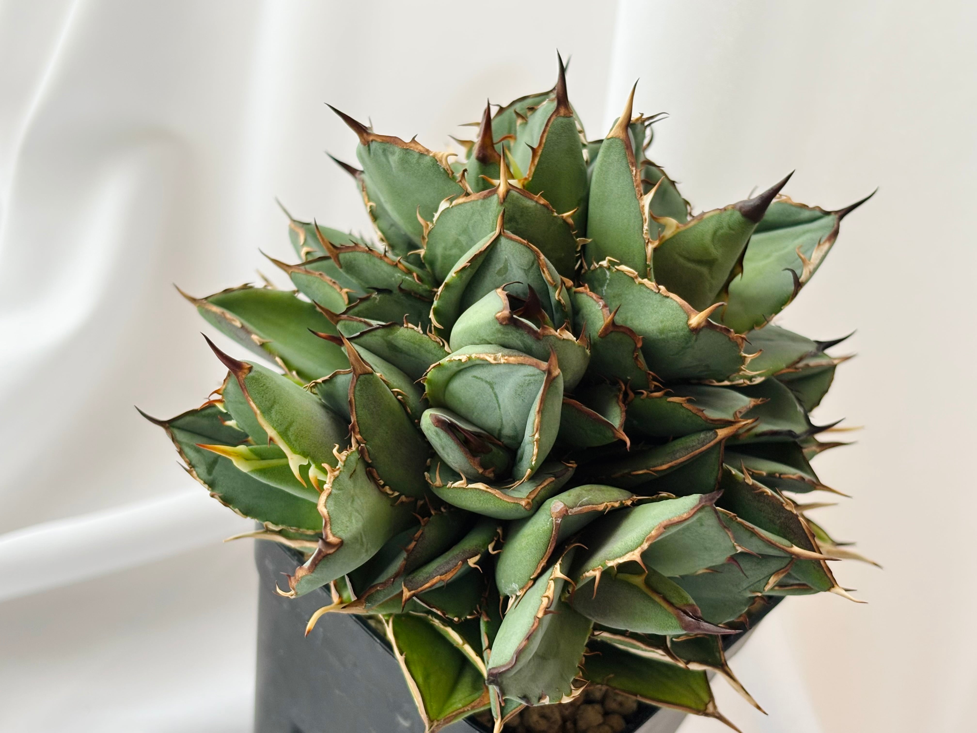 Agave titanota アガベ チタノタ モンスト 多肉植物 | plants MARU