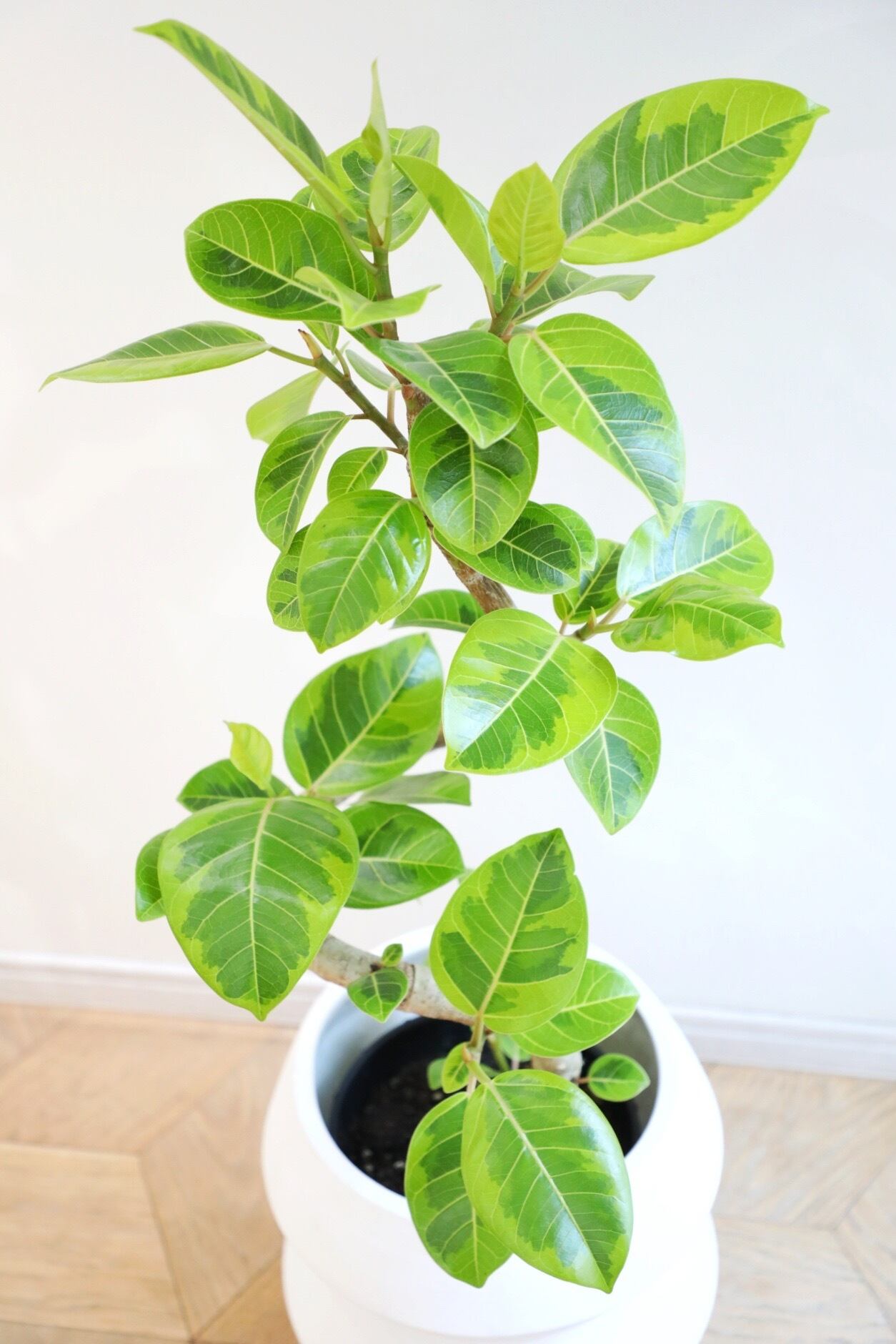 L】フィカス アルテシマ/Ficus Altissima ※陶器鉢カバー別売り