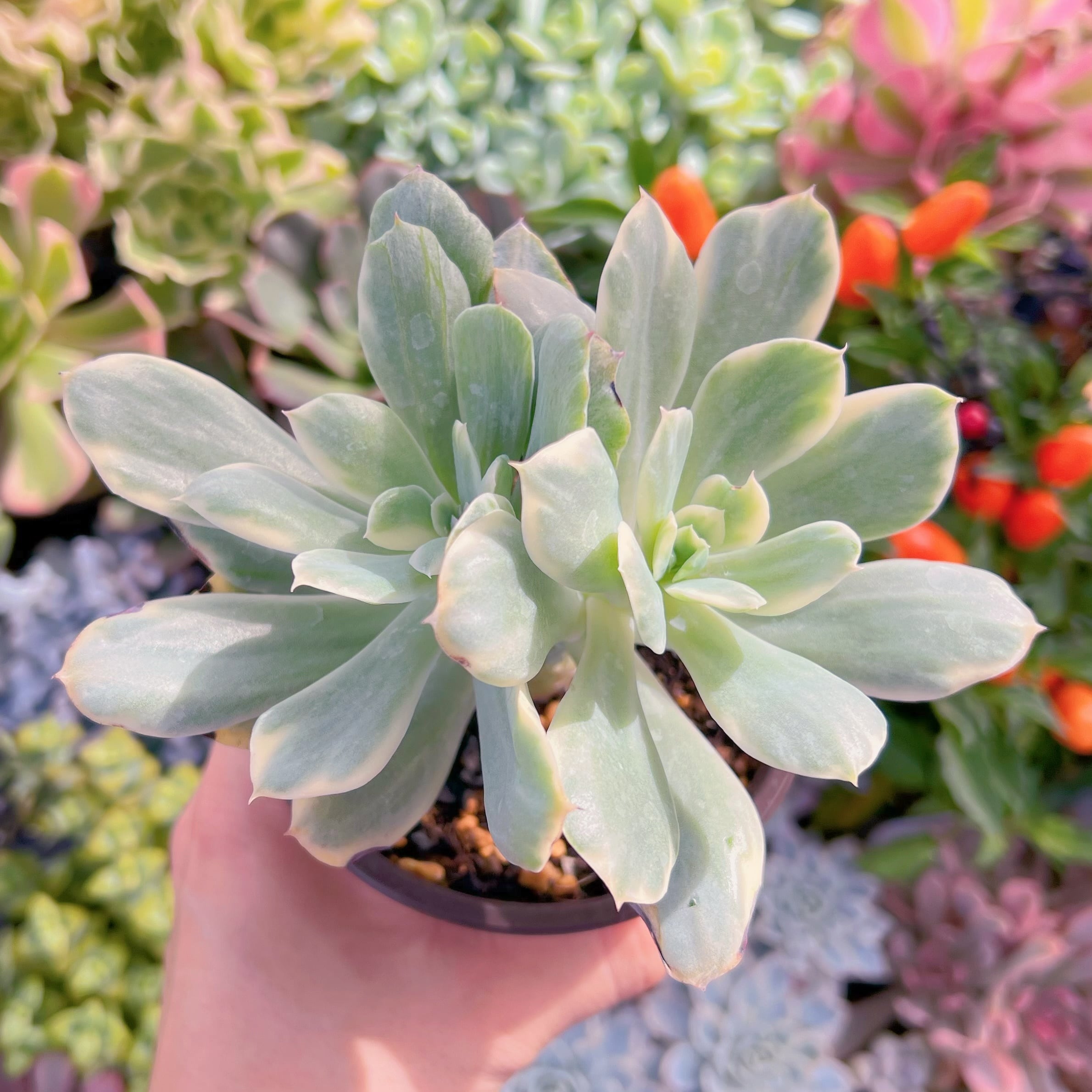 現物　ルエラ錦#792   古株   るる農園