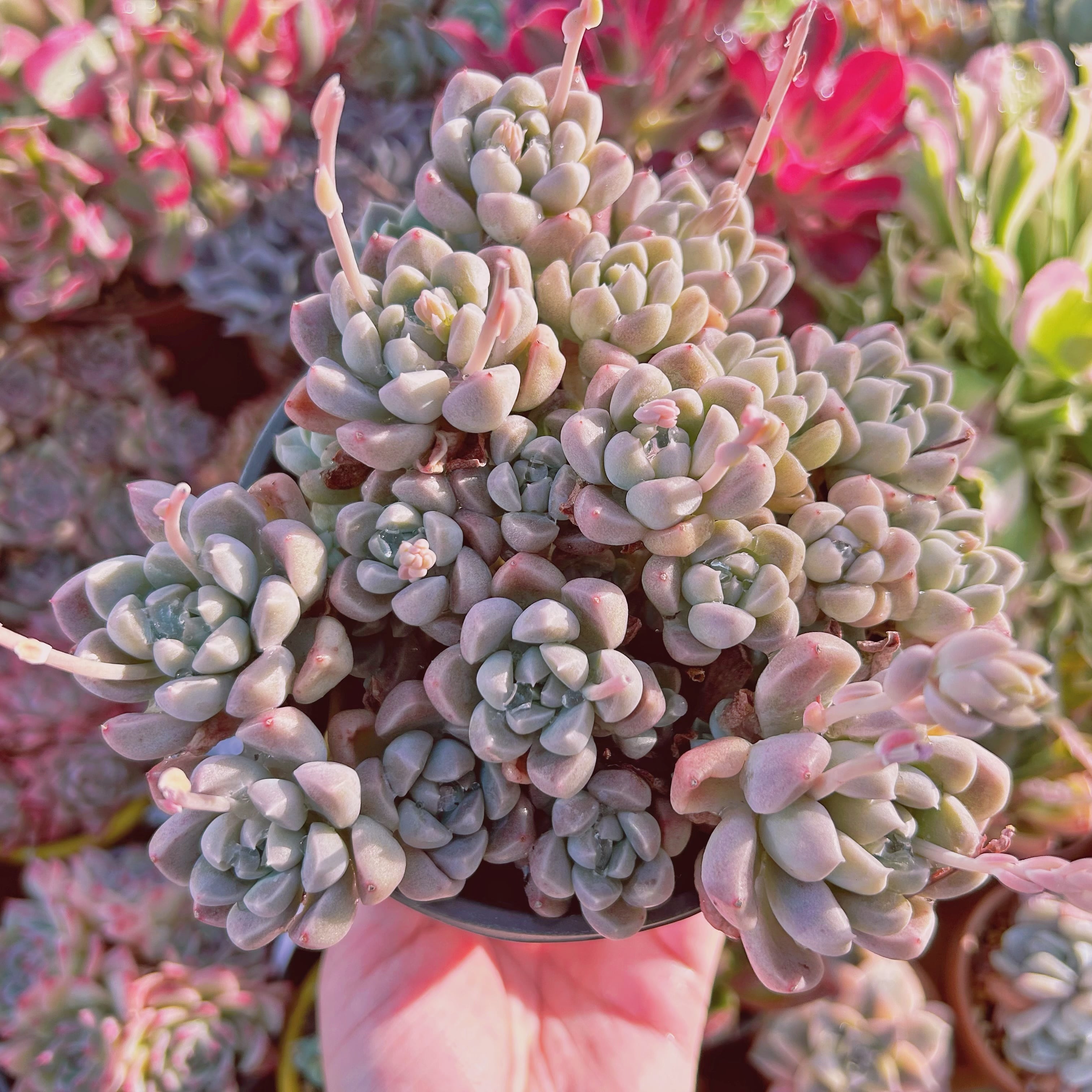 #225現物　多肉植物　ミルキーストーン　特大群生