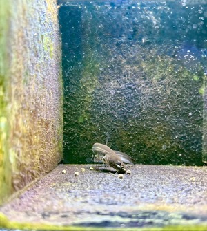 南方大口ナマズ