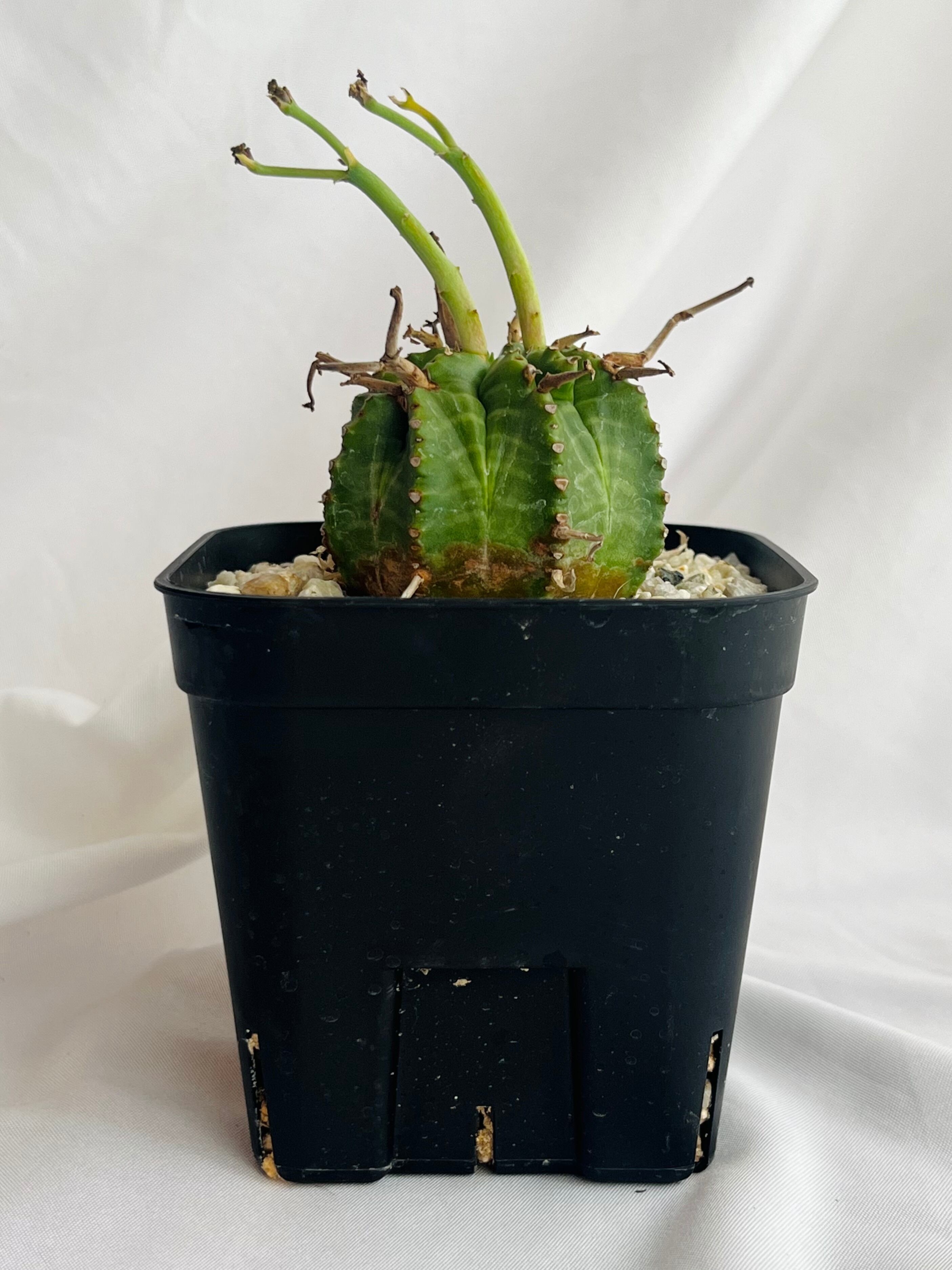 ユーフォルビア バリダ 実生 古株 大株 メス株Euphorbia valida ♀