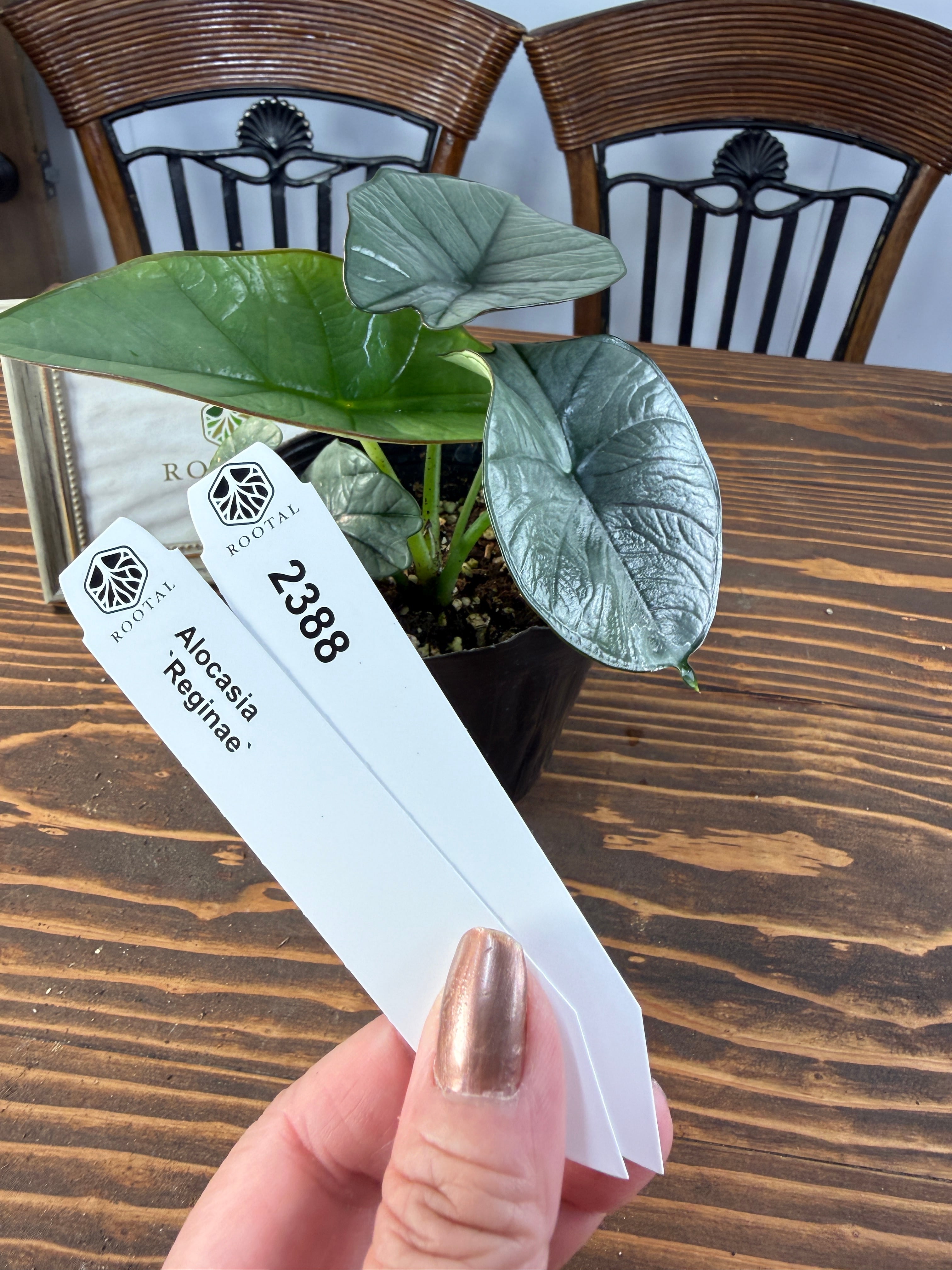 ★2388【葉裏のエッジ】アロカシア レギネ(4号ポット)