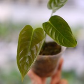 アンスリウム・ベイチー / Anthurium Veitchii / 観葉植物②