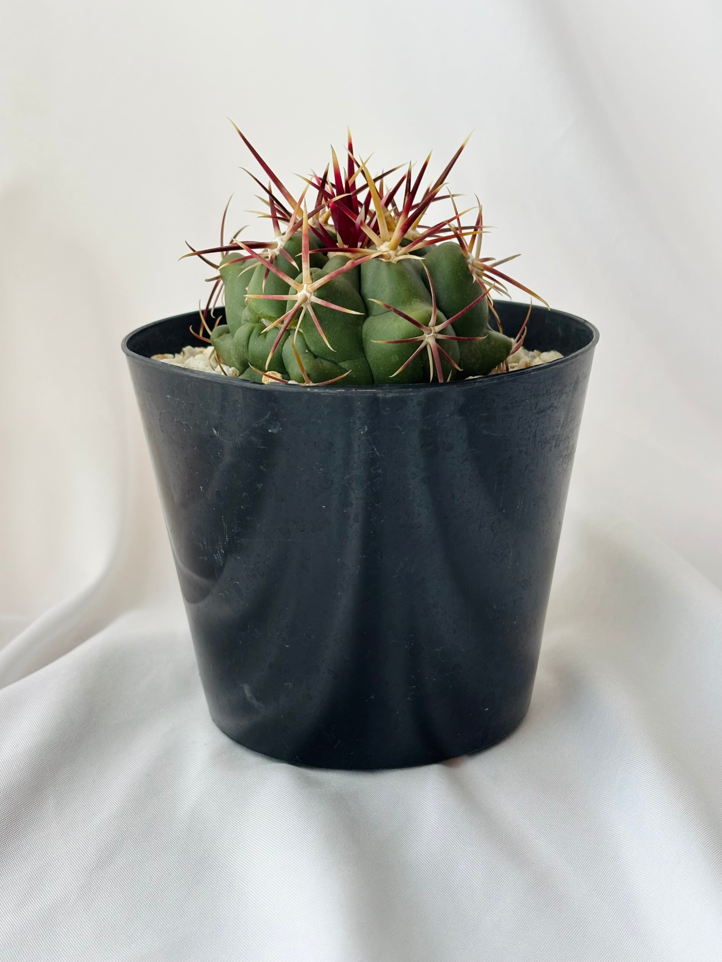 Theiocactus heteromus テロカクタス 紅鷹 サボテン | plants MARU