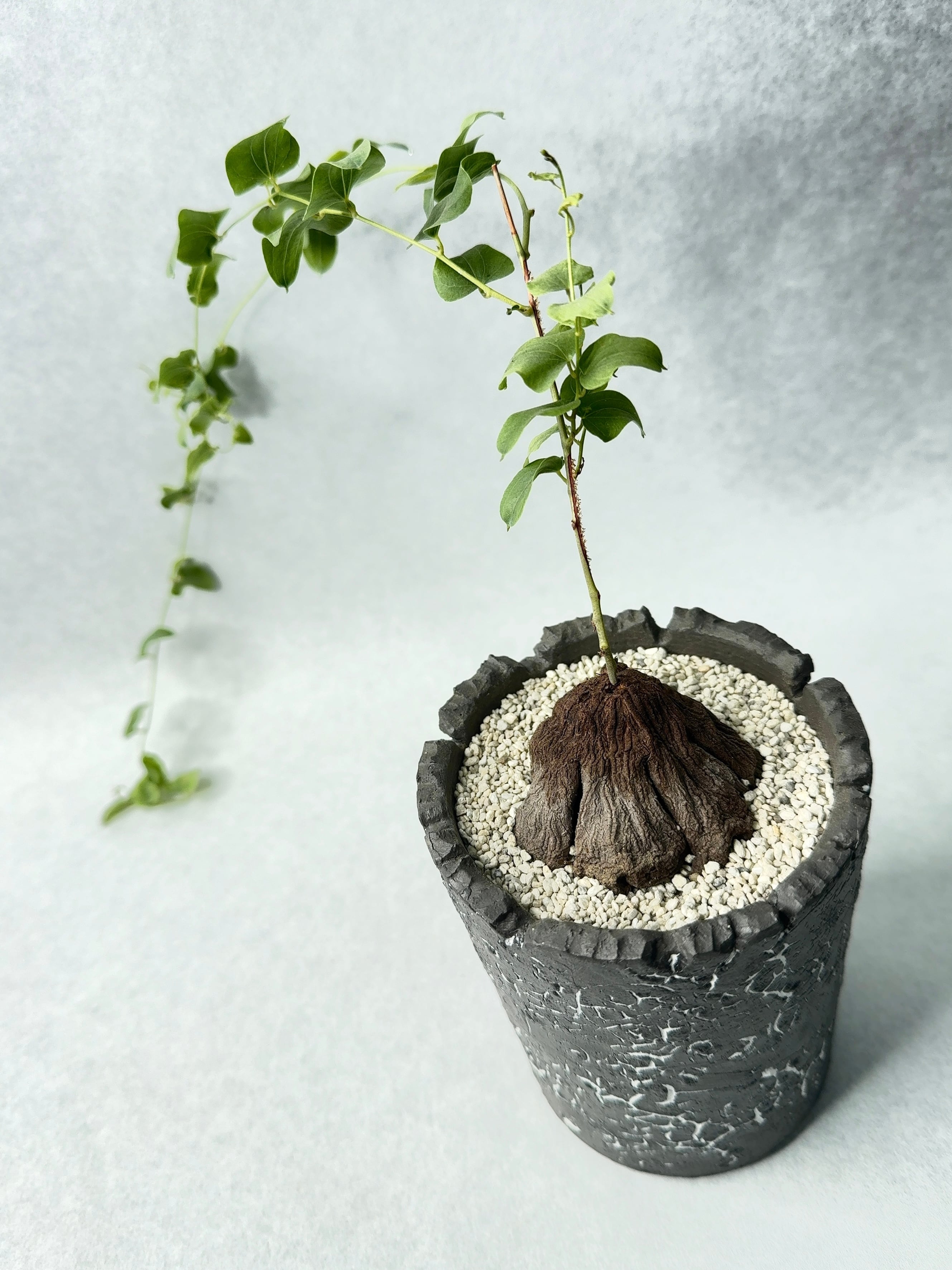 ○MKB ディオスコレア シルバチカ 活着済み 塊根植物 実生株 多肉植物