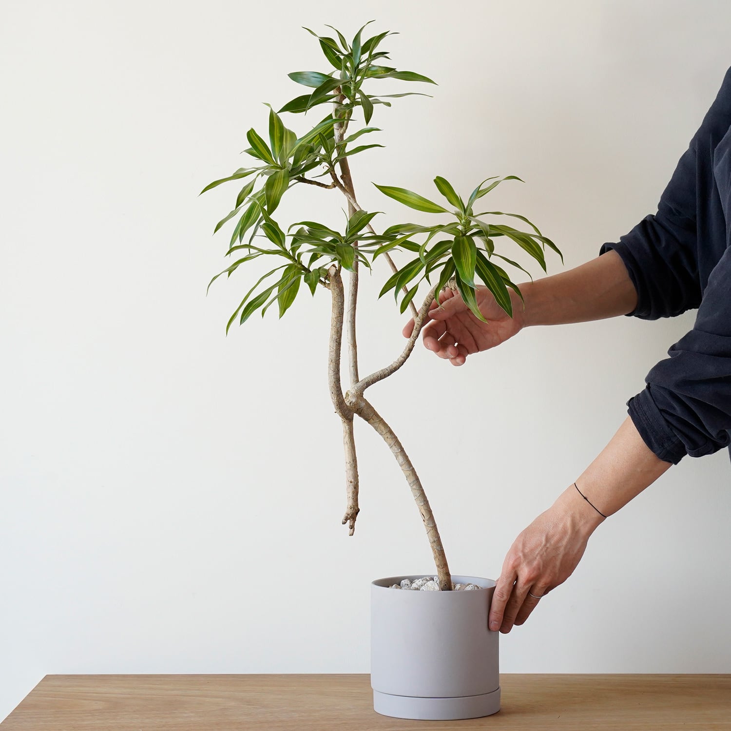 Mサイズ | AYANAS（アヤナス）｜観葉植物のセレクトショップ・通販