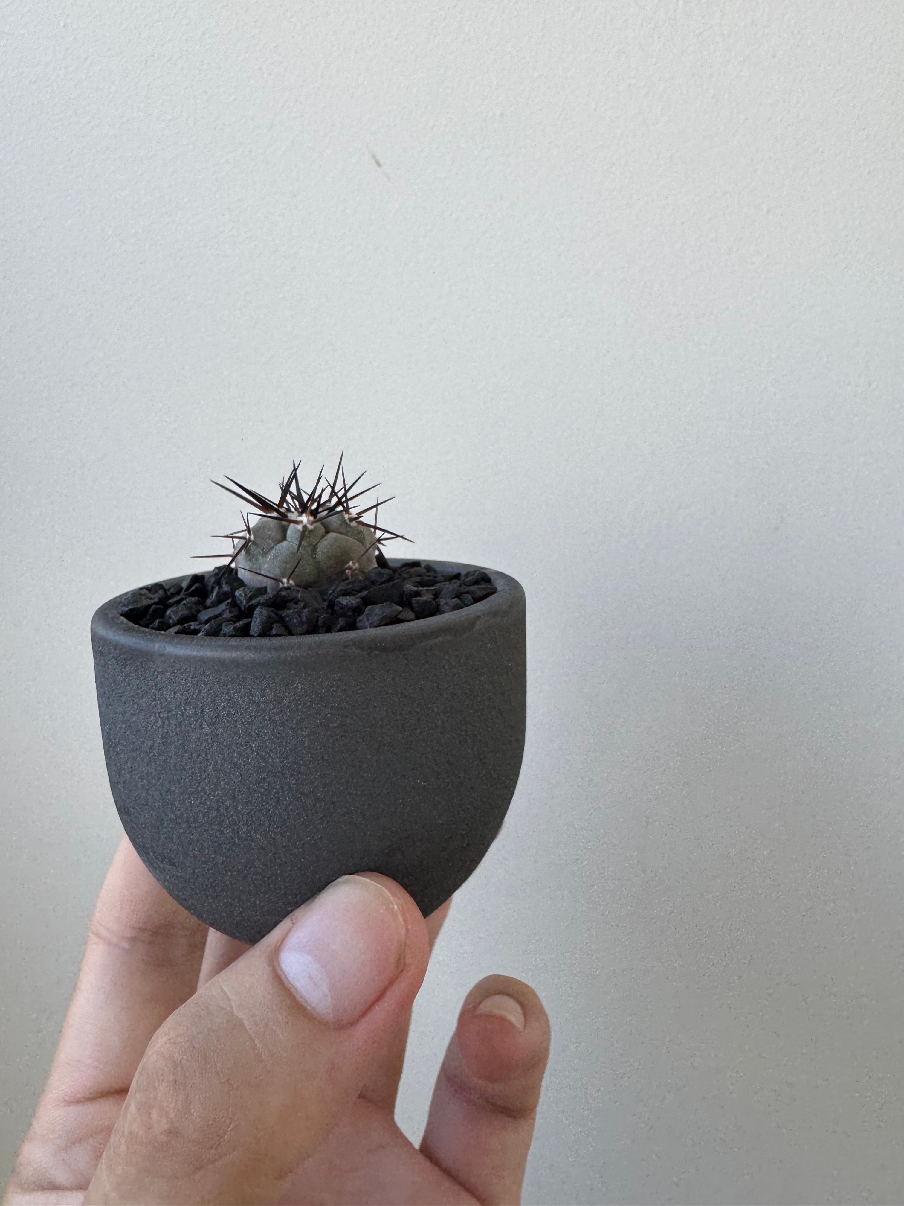 観葉植物 黒王丸 spicygem Copiapoa cinerea valiem鉢植込