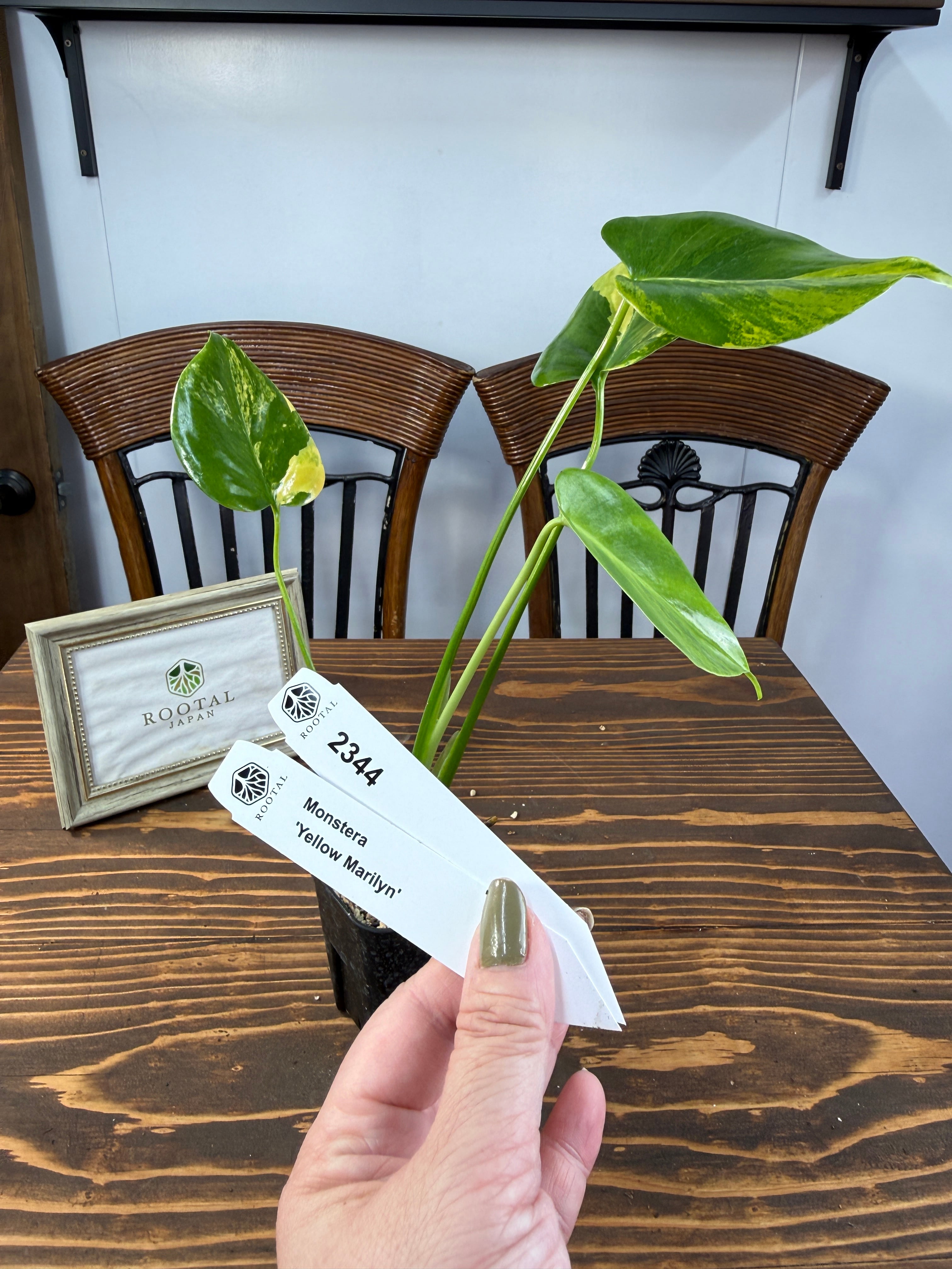 モンステラ | ROOTALPLANTS