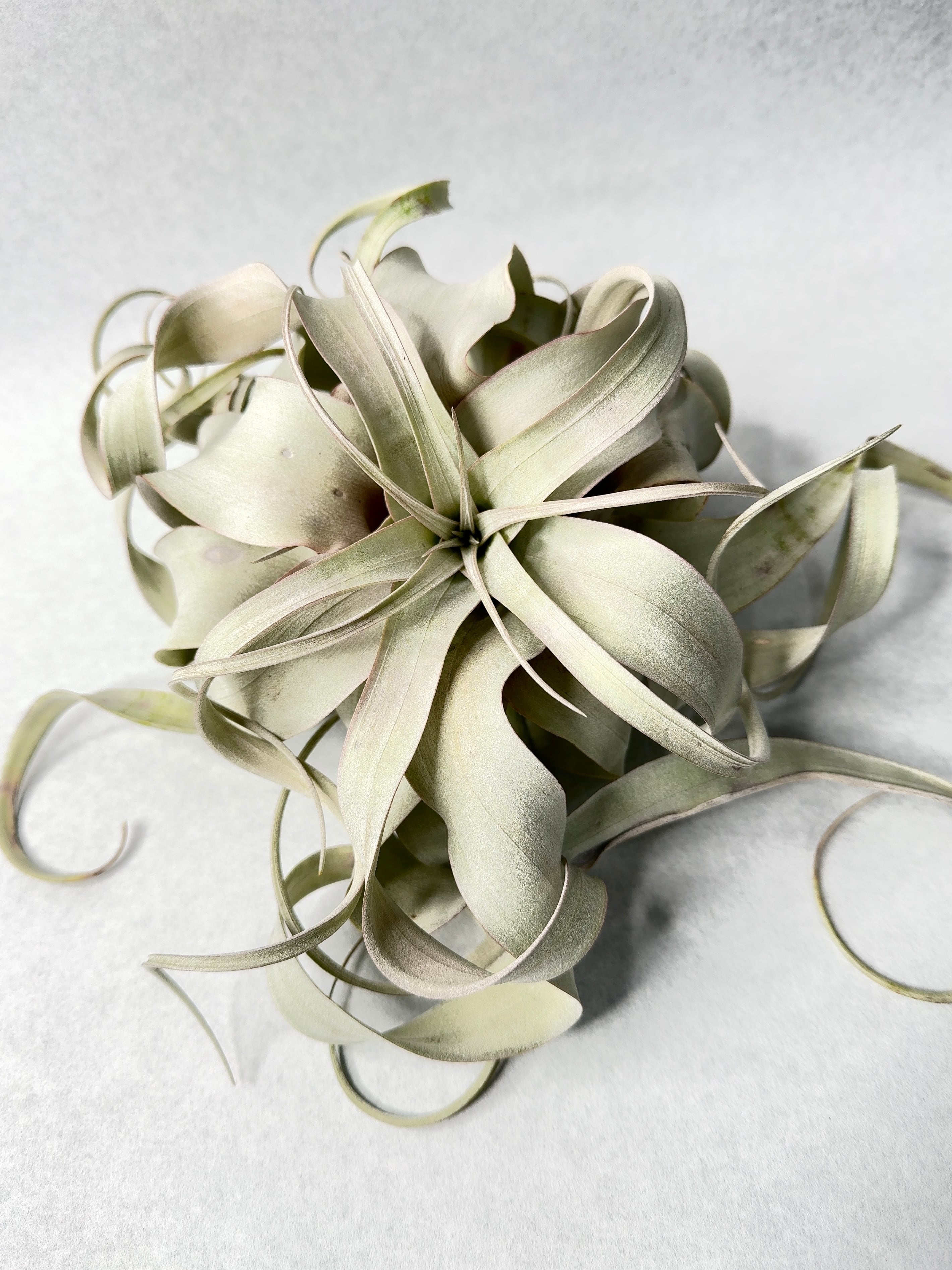 キセログラフィカ・ロングリーフ | trigger