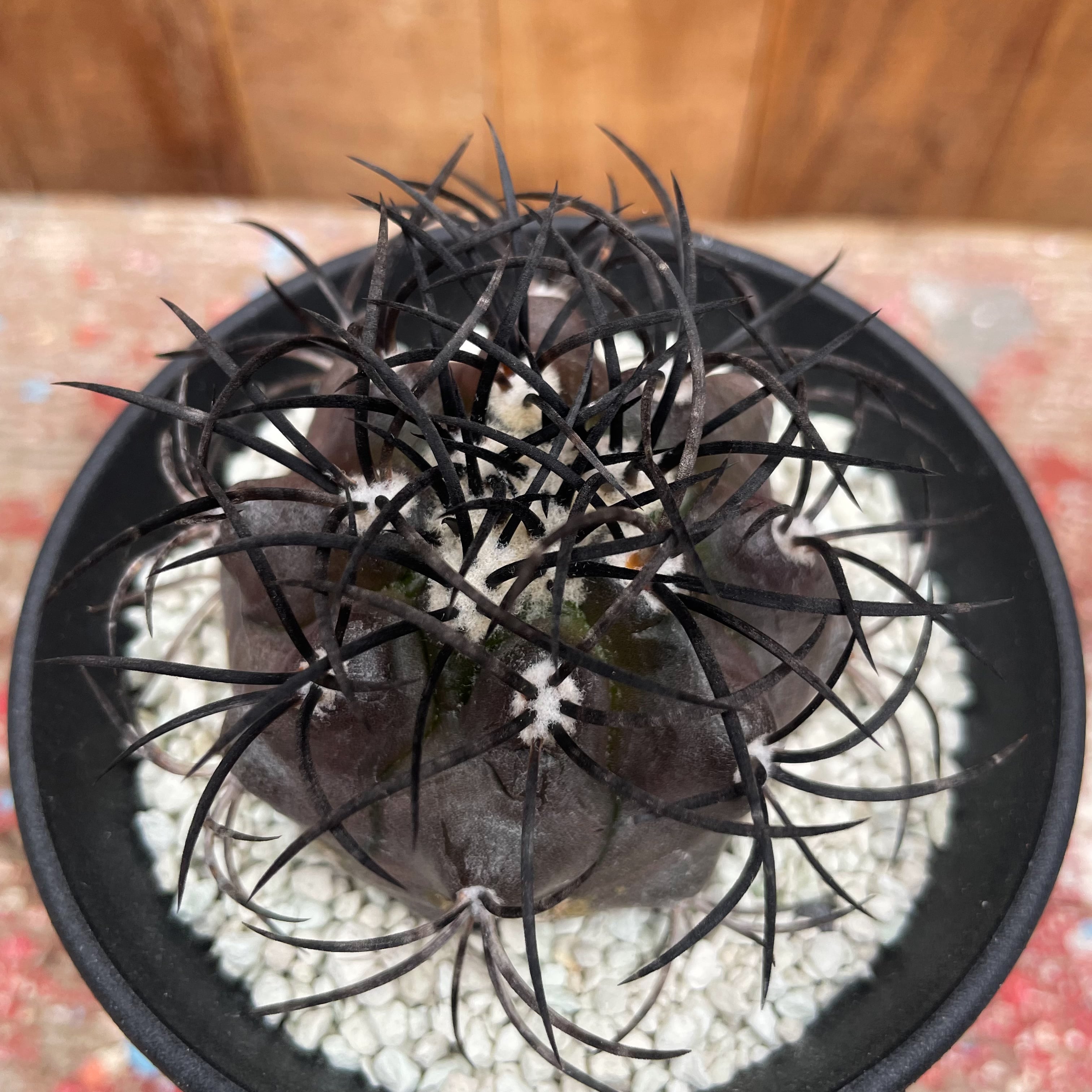 Copiapoa griseoviolacea【コピアポア・栗星玉・実生】 | RIMO'S GREEN