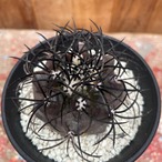 Copiapoa griseoviolacea【コピアポア・栗星玉・実生】