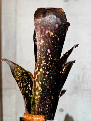 Bill.Black beauty【artPLANTs/PLANTS GARAGE】ビルベルギア/Billbergia/タンクブロメリア