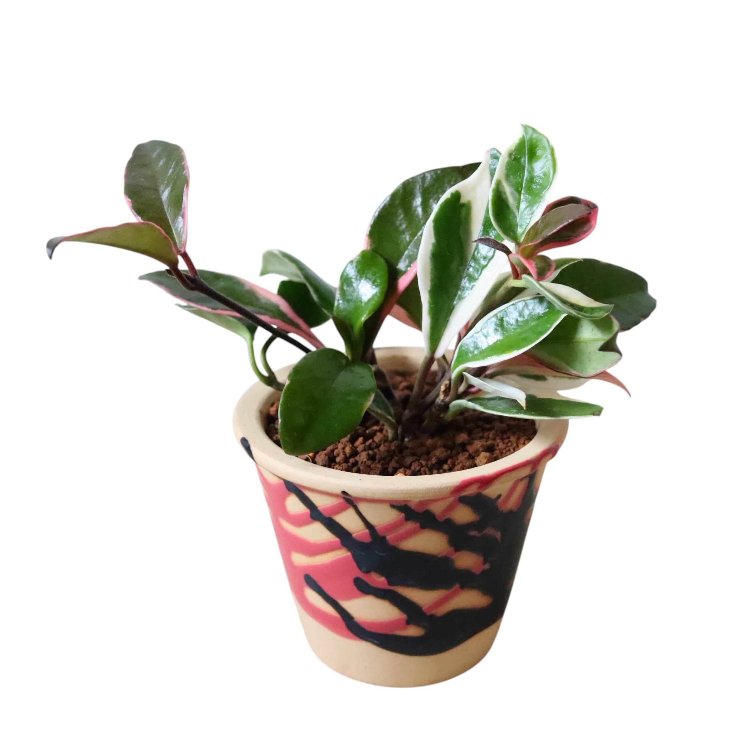 ホヤ リップカラー(花)