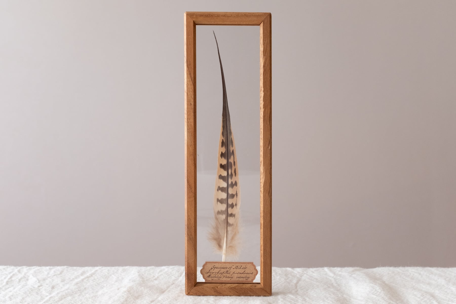 空中標本 - サケイの羽 | ATELIER de MIOMORI｜アトリエ・ド・ミオモリ