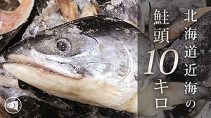 【送料無料：九州沖縄離島以外の方】訳あり！北海道近海の無塩鮭頭 天然紅鮭または天然時鮭の頭 10kg 北海道のうま味がたっぷり！さけ 紅鮭 時鮭 シャケ頭 鮭頭 あら さけの頭 鮭の頭 氷頭 ひずなます しもつかれ おせち 昆布巻き 軟骨 寿司 汁物 スープ 塩漬け無し