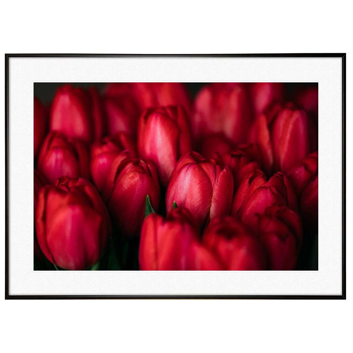 ポスター 横 特寸法 チューリップ 赤い花 額装仕上げ品 ポスター 横 特