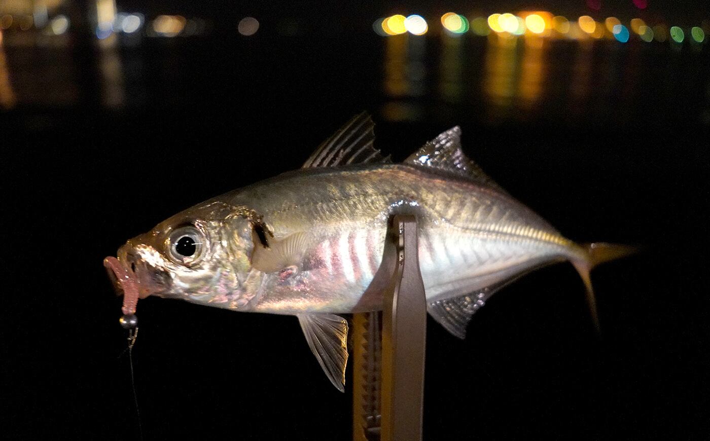 huerco フエルコ MG600-5S 5ピース　アジング mg600r_5s.jpg