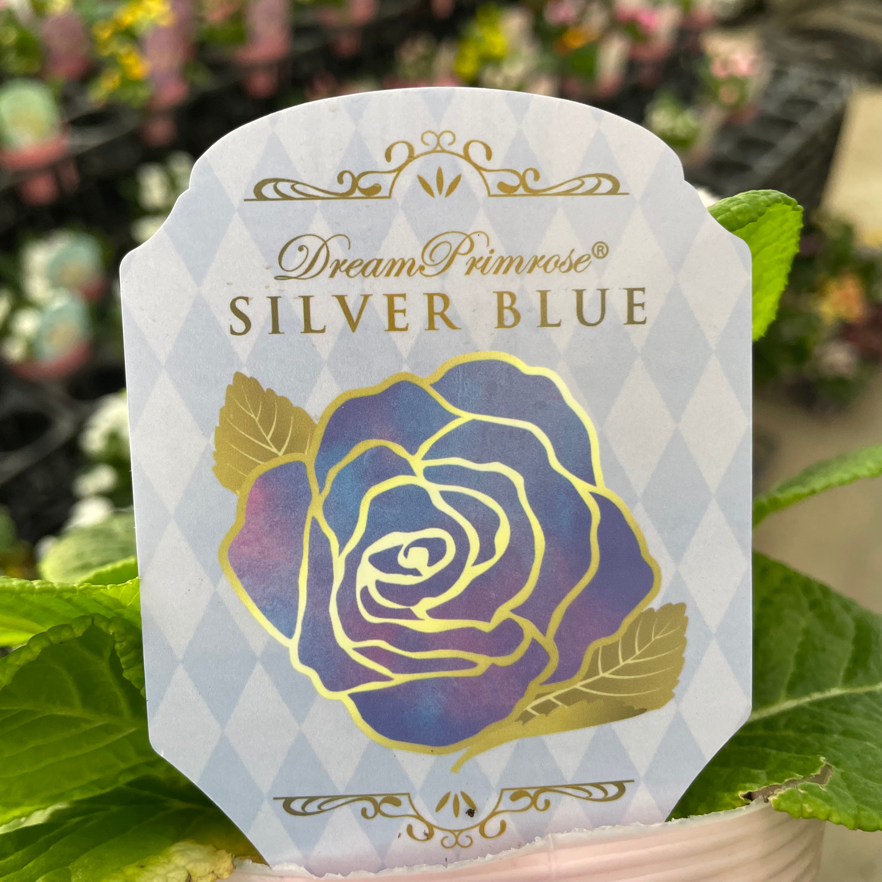 26-120 プリマヴェーラ交配 | クリハラガーデン