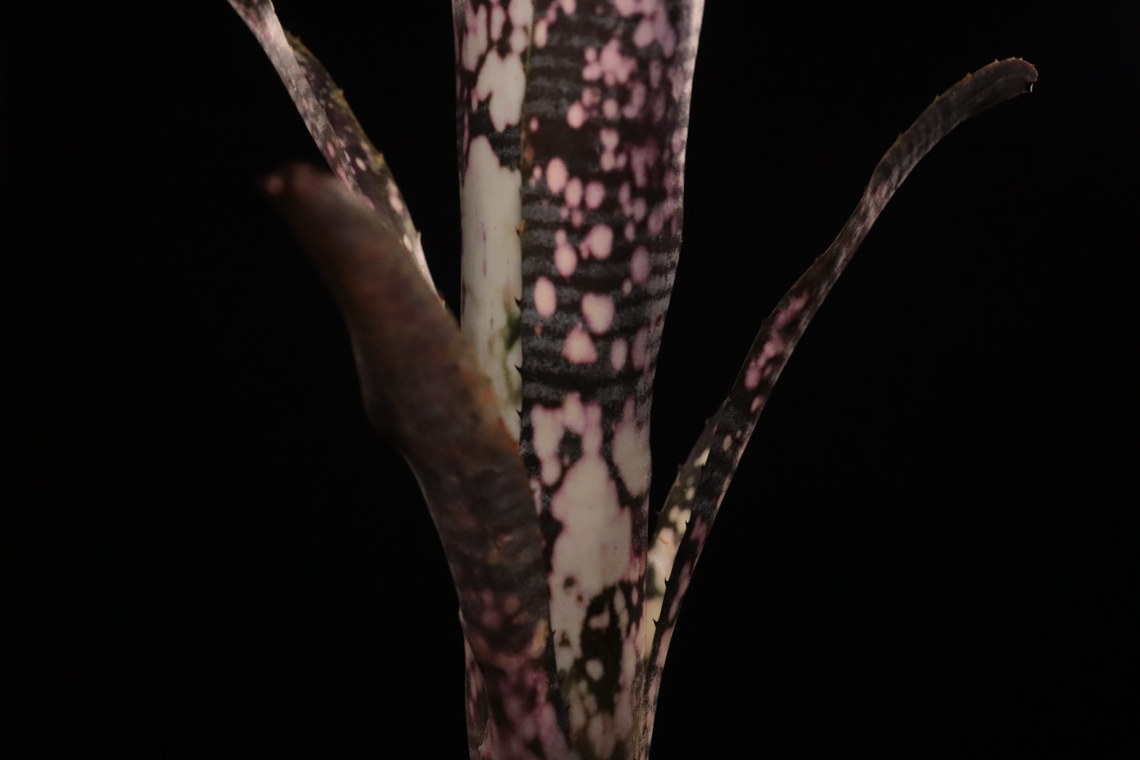 送料無料】Billbergia 'Talbot fruit cake'〔ビルベルギア〕現品発送