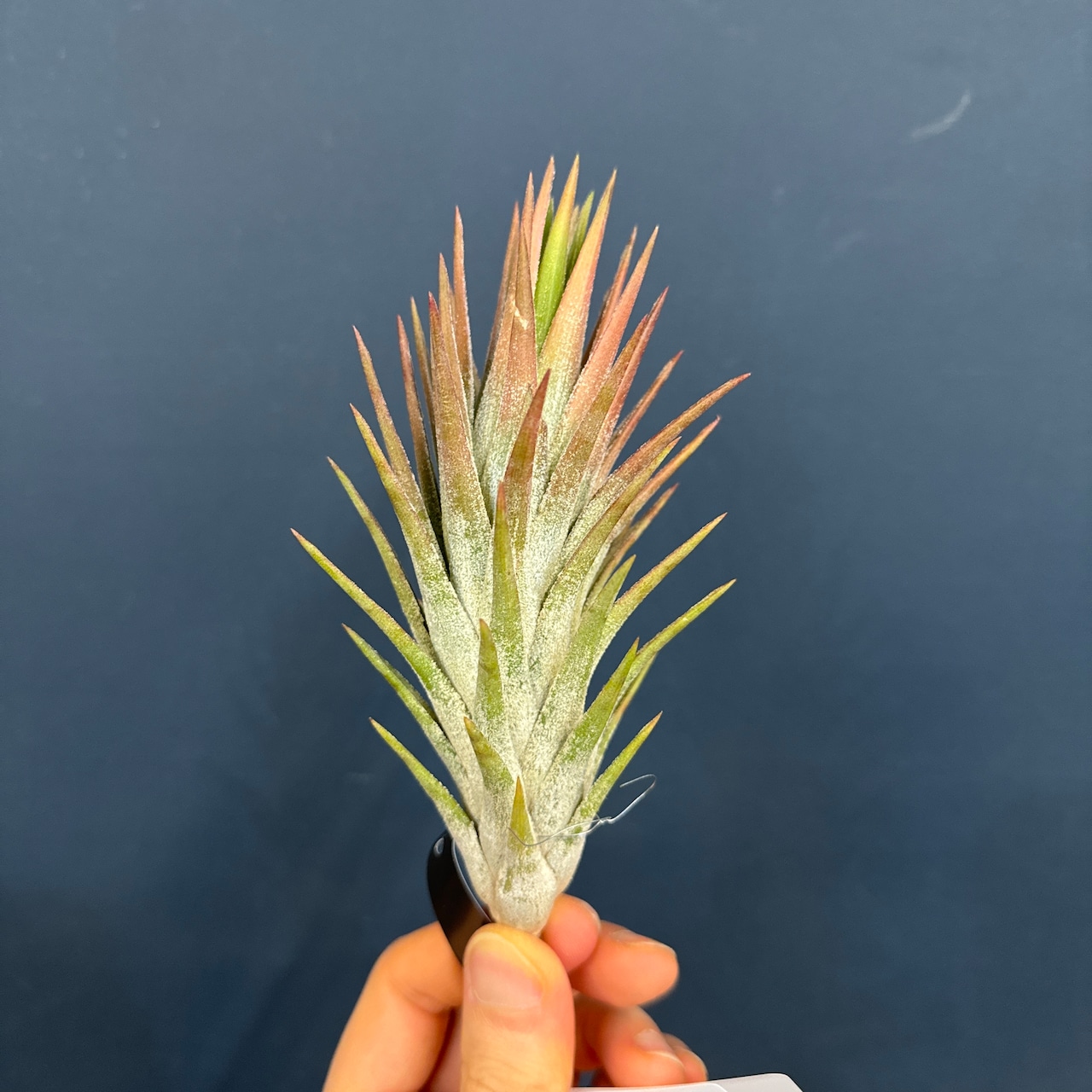 チランジア イオナンタ バンハイニンギー【838】