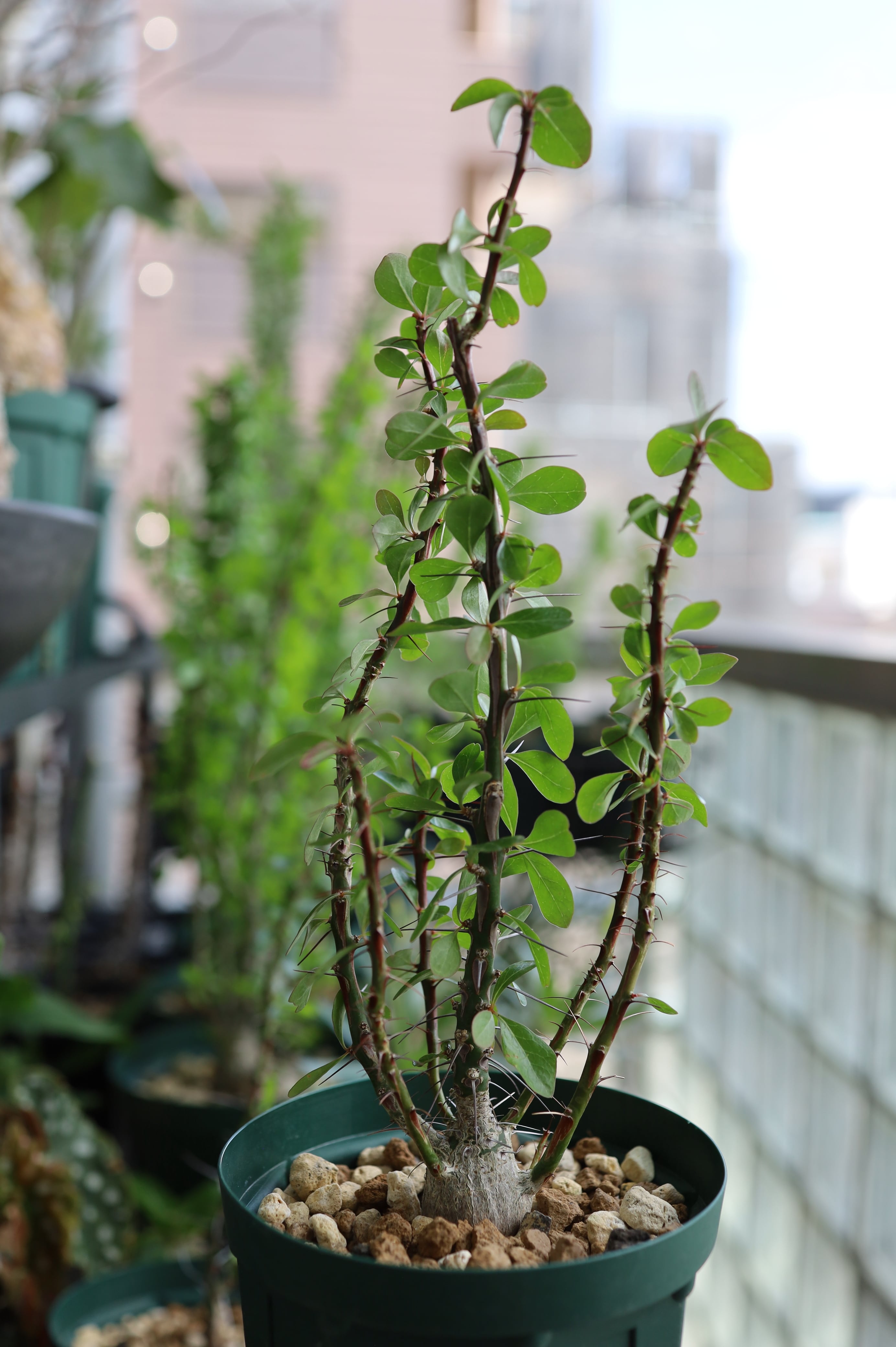 2026.05019_フォークイエリア・ファシクラータ | Fouquieria fasciculata _003