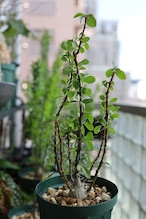 2026.05019_フォークイエリア・ファシクラータ | Fouquieria fasciculata _003